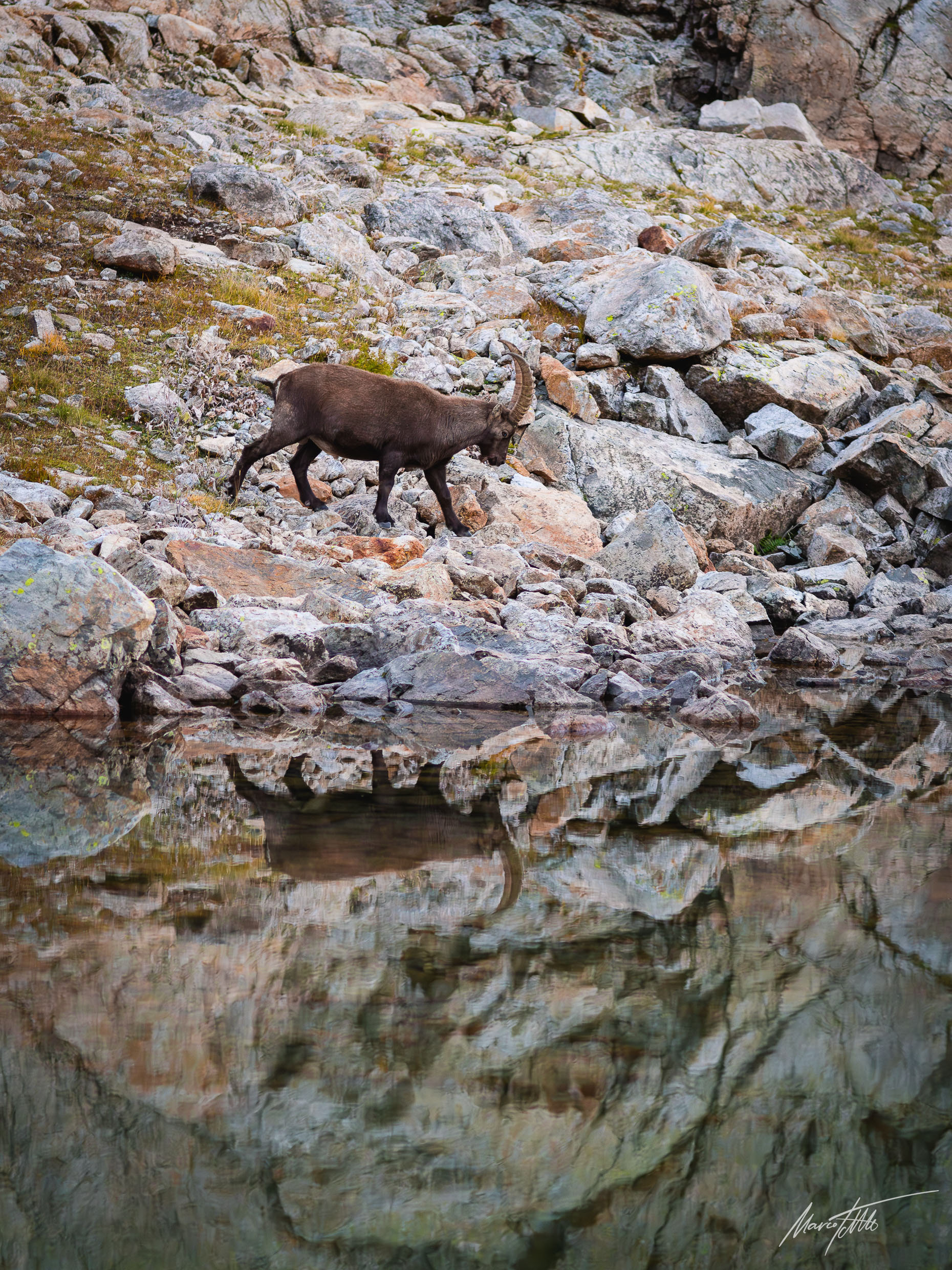 Ein junger Steinbock am Camp - Leica M11 mit Apo-Telyt-M 1:3.4/135