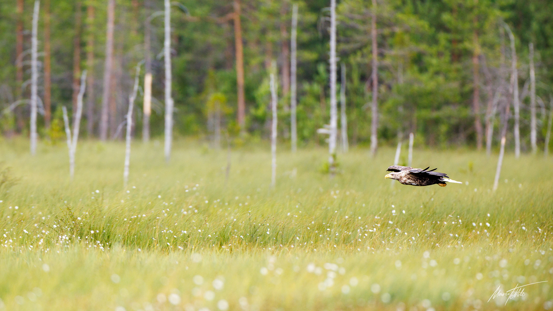 Seeadler im Flug - Canon EOS R3 mit Canon RF 400 F2.8 und RF 2.0x TC