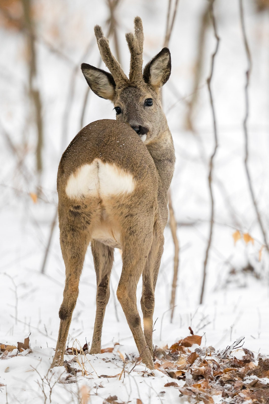 Starker mittelalter Rehbock im Bast im verschneiten Unterholz