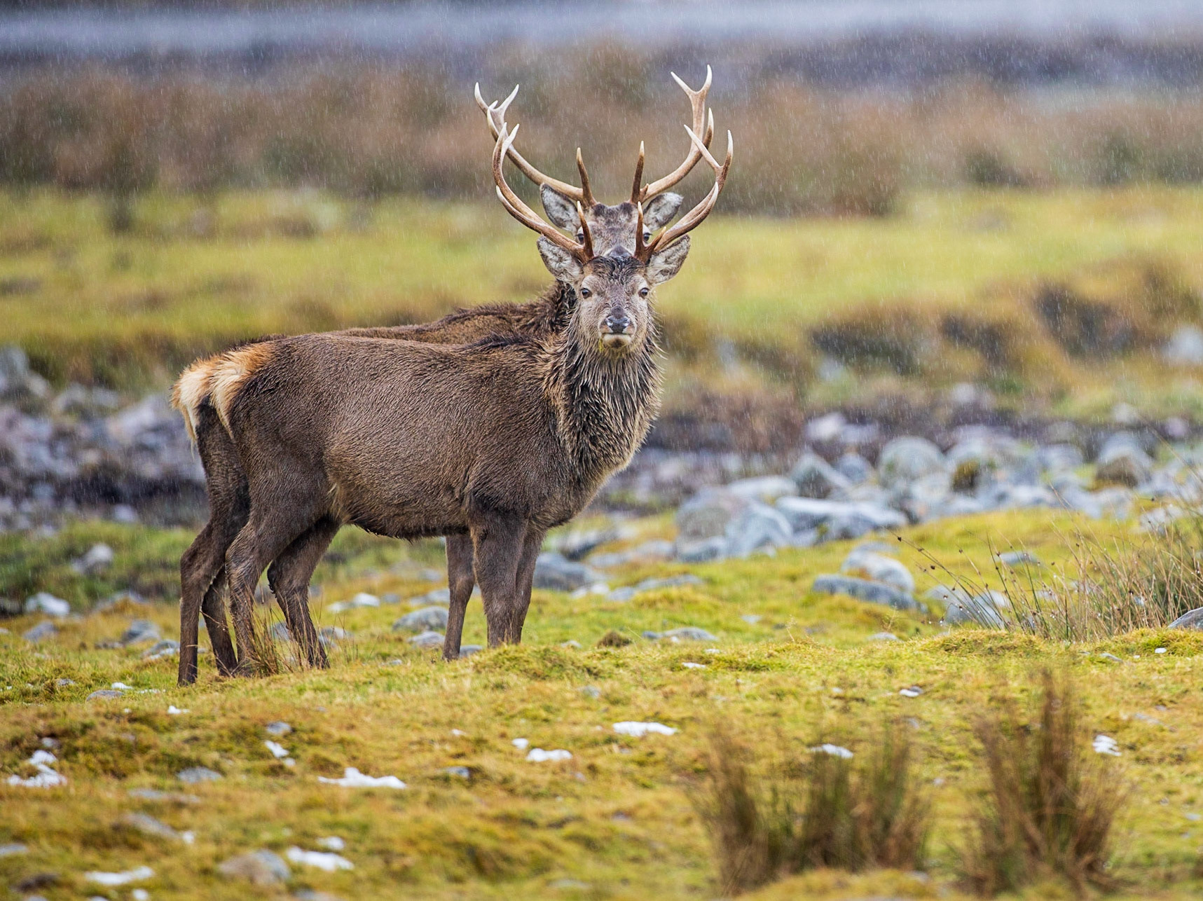 Zwei 4-jährige Achterhirsche