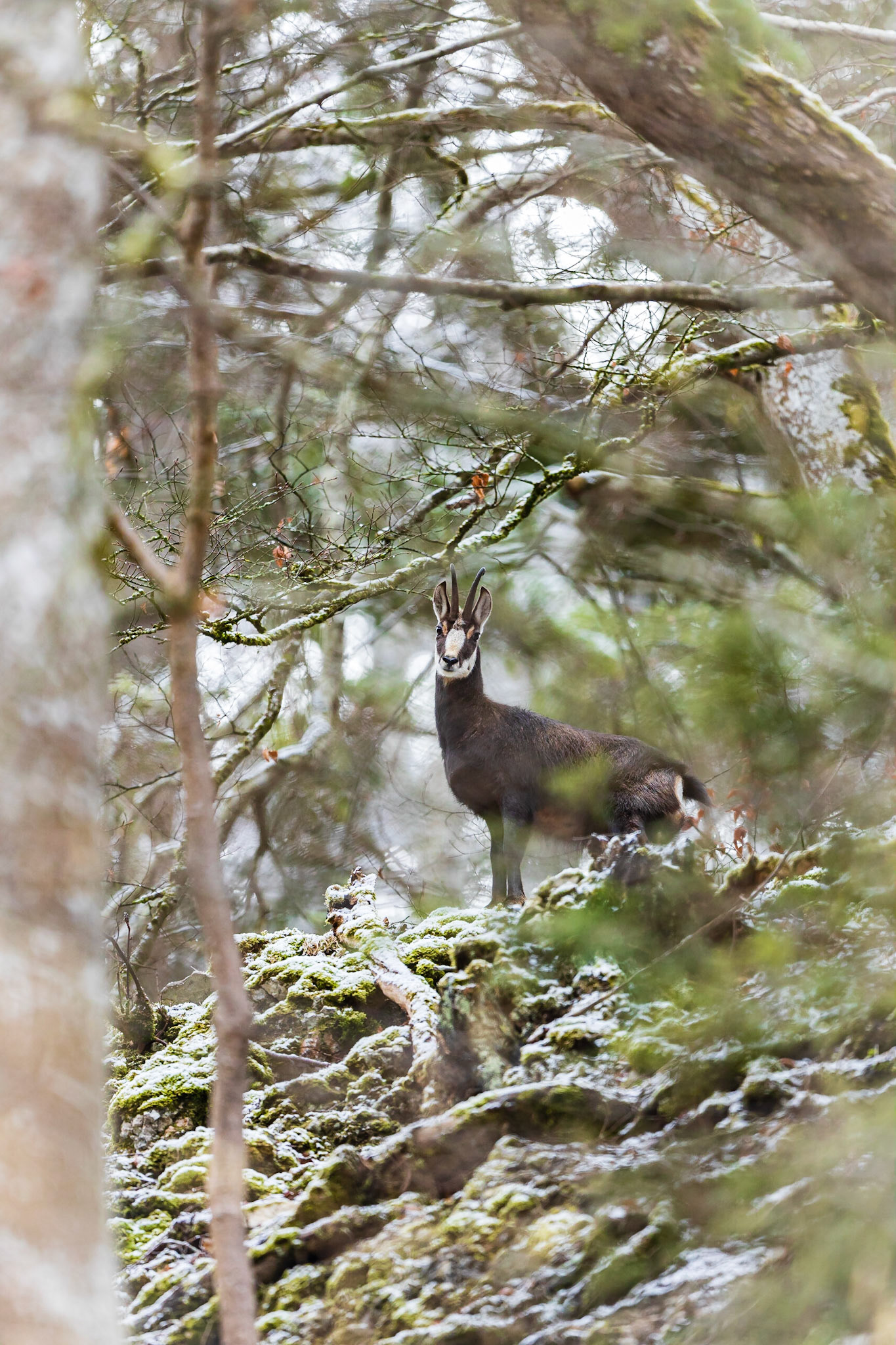 Gamsbock im Mittelgebirge.