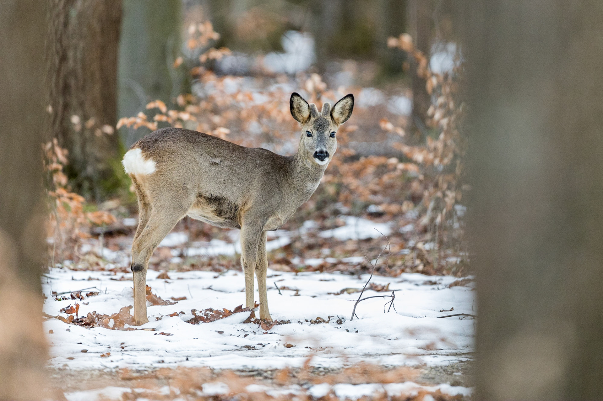 Vom Körperbau her schwacher Rehbock im Bast im Schnee im Buchenwald