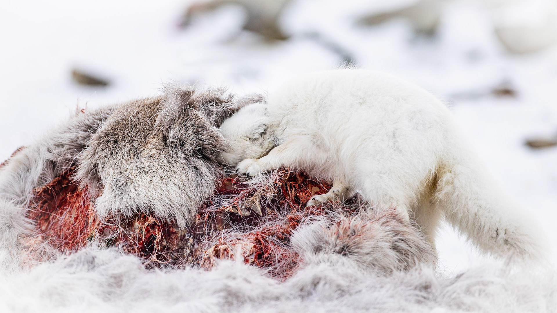Ein Polarfuchs mit weißem Fell frisst an einem blutigen Kadaver mit Fellresten. Die Umgebung ist schneebedeckt und unscharf im Hintergrund.