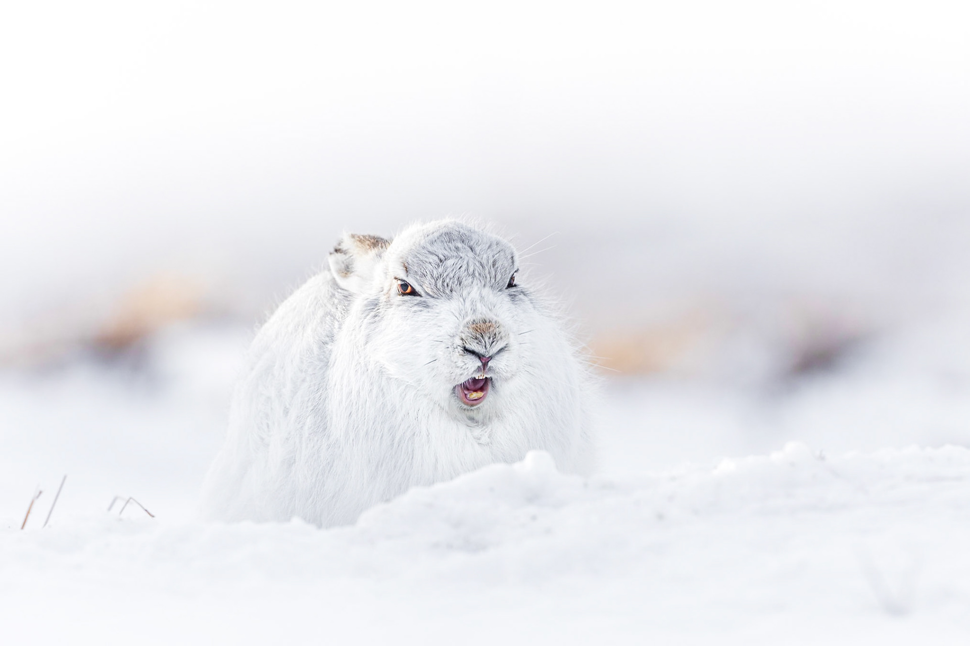 Gähnender Schneehase.