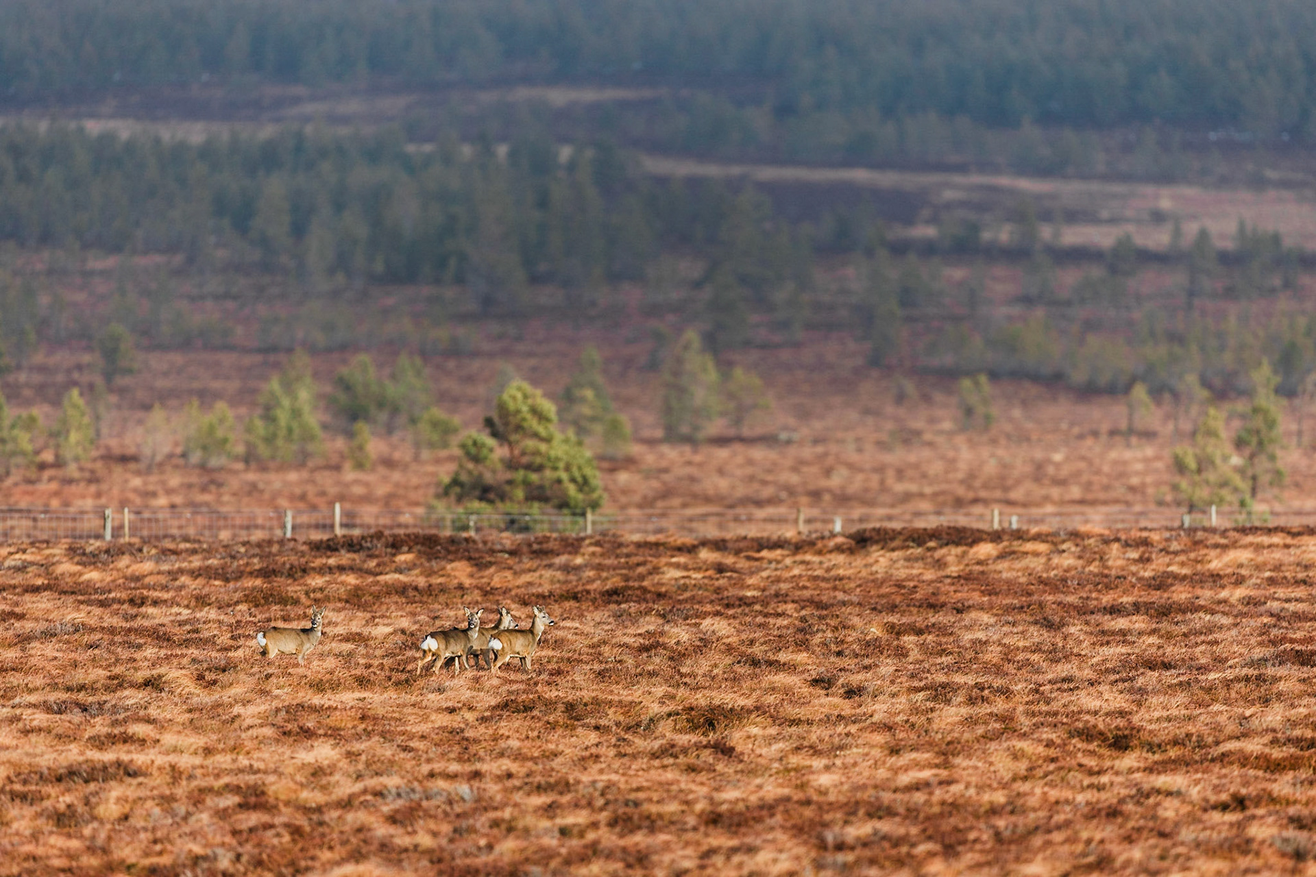Rehe fühlen sich in der Heide genauso wohl wie die Moorhschneehühner.