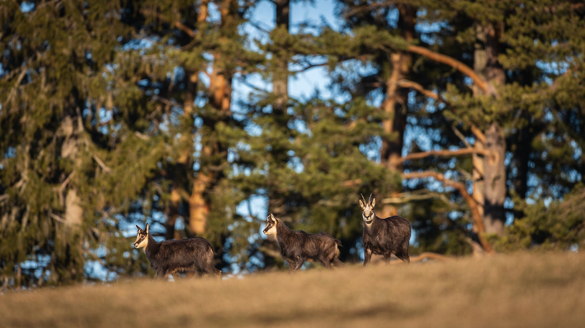 Gamsgeiß mit zwei Gamskitzen.