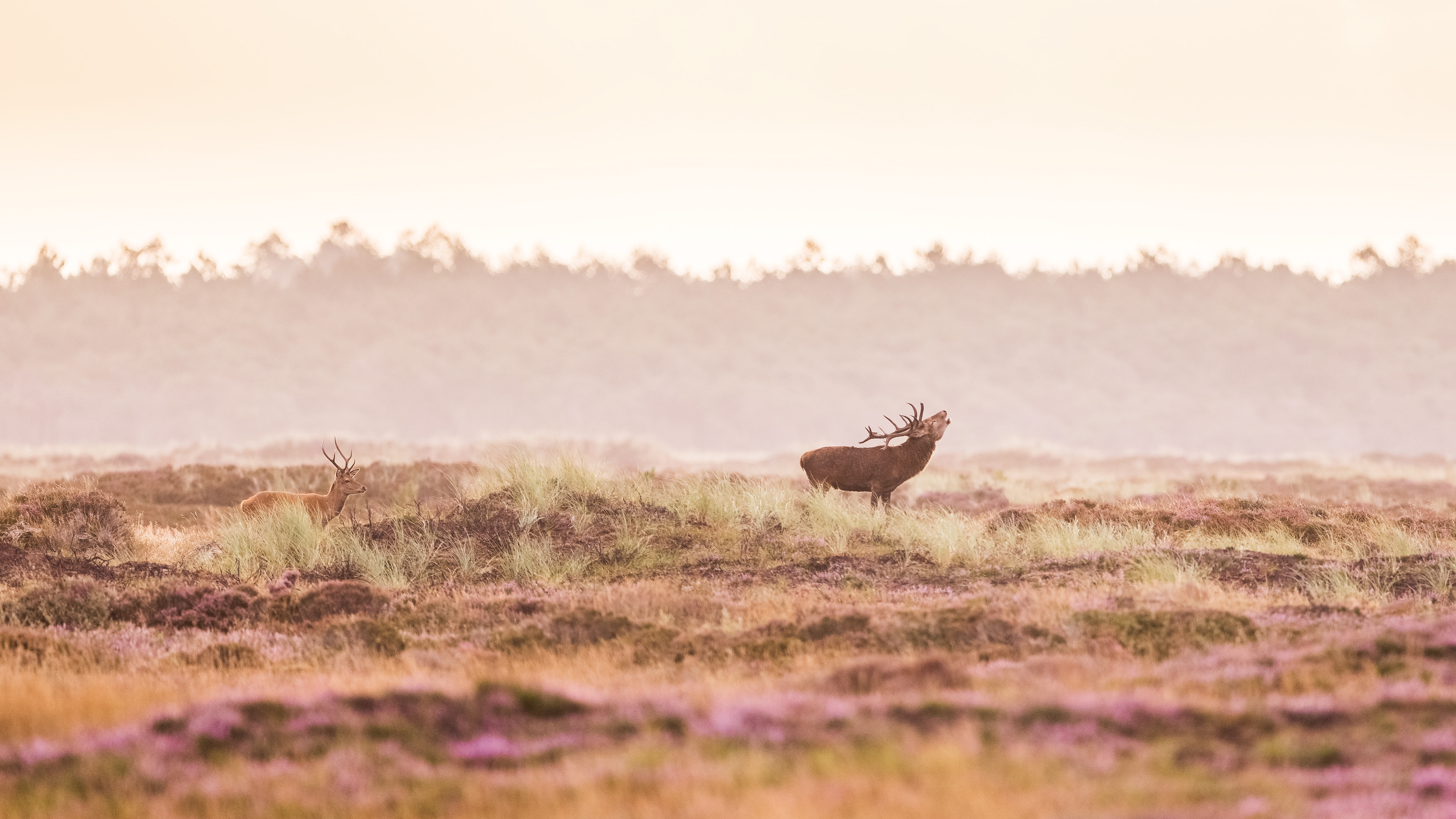 Ein röhrender Hirsch in blühender Heide.
