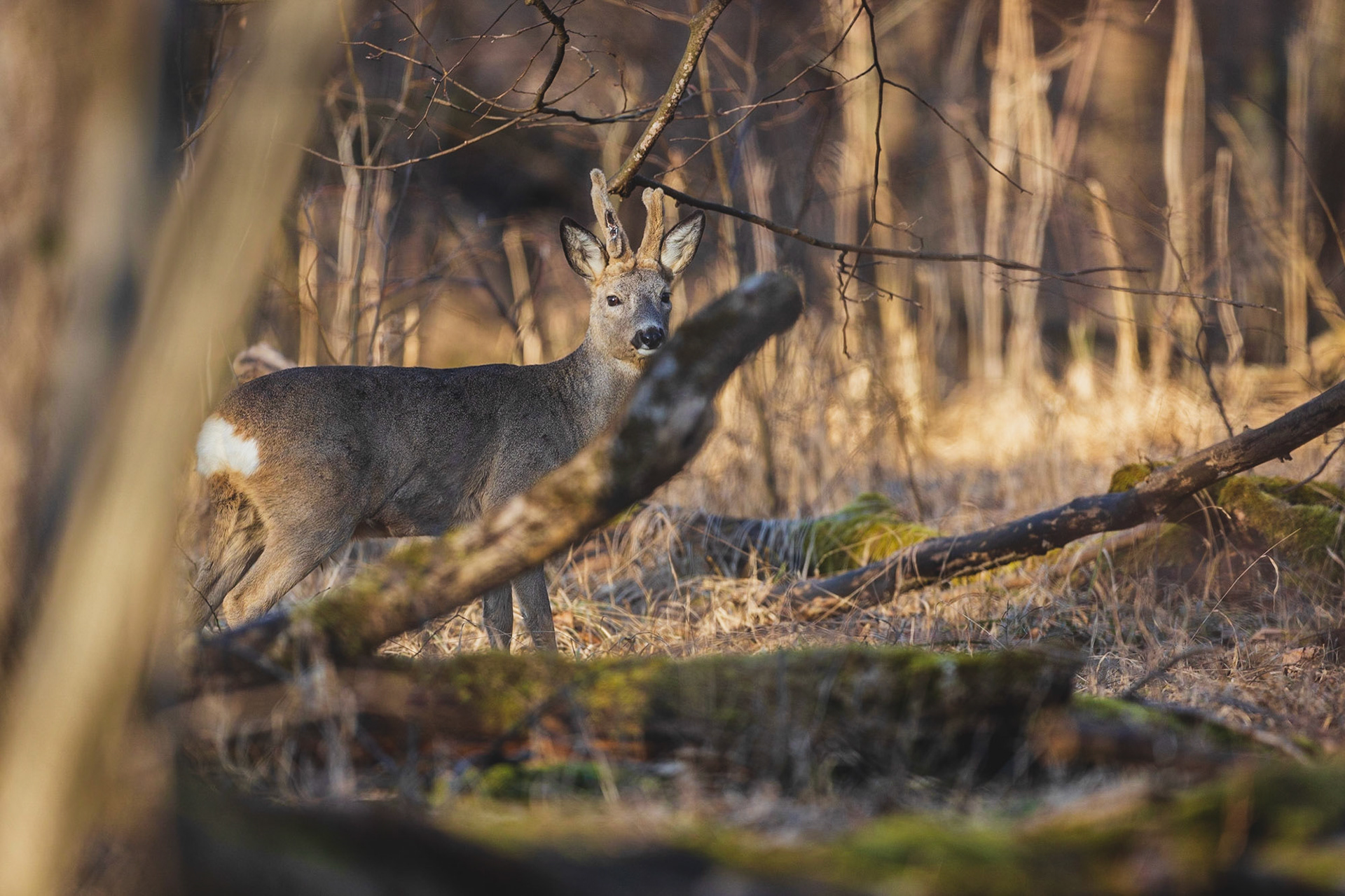 Alter Rehbock im Bast mit abgebrochener und pendelnder Vordersprosse  verhofft in sonnigem Unterholz