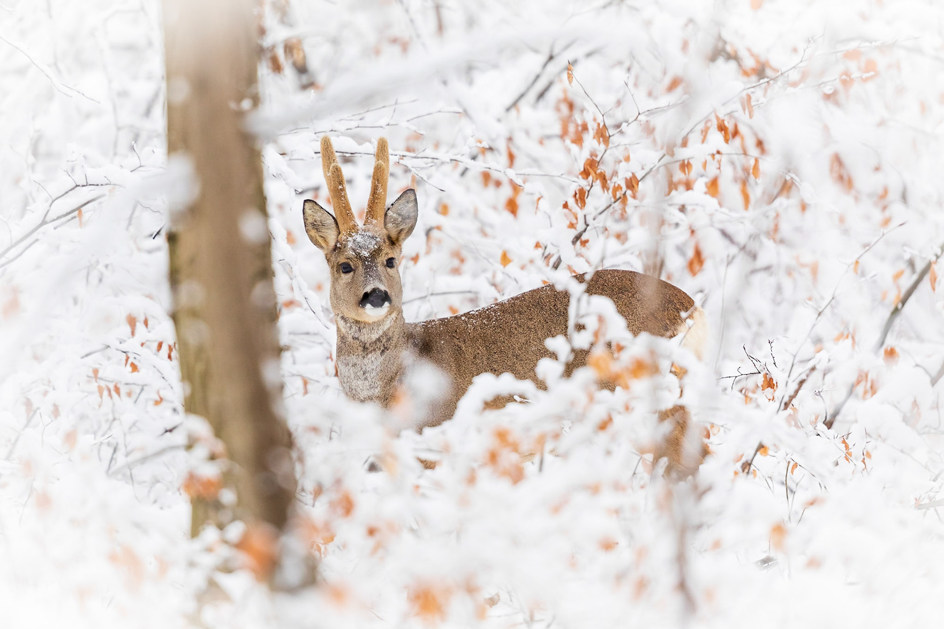 Doppelt Lauscher hoher Rehbock im Bast im tief verschneiten Winterwald