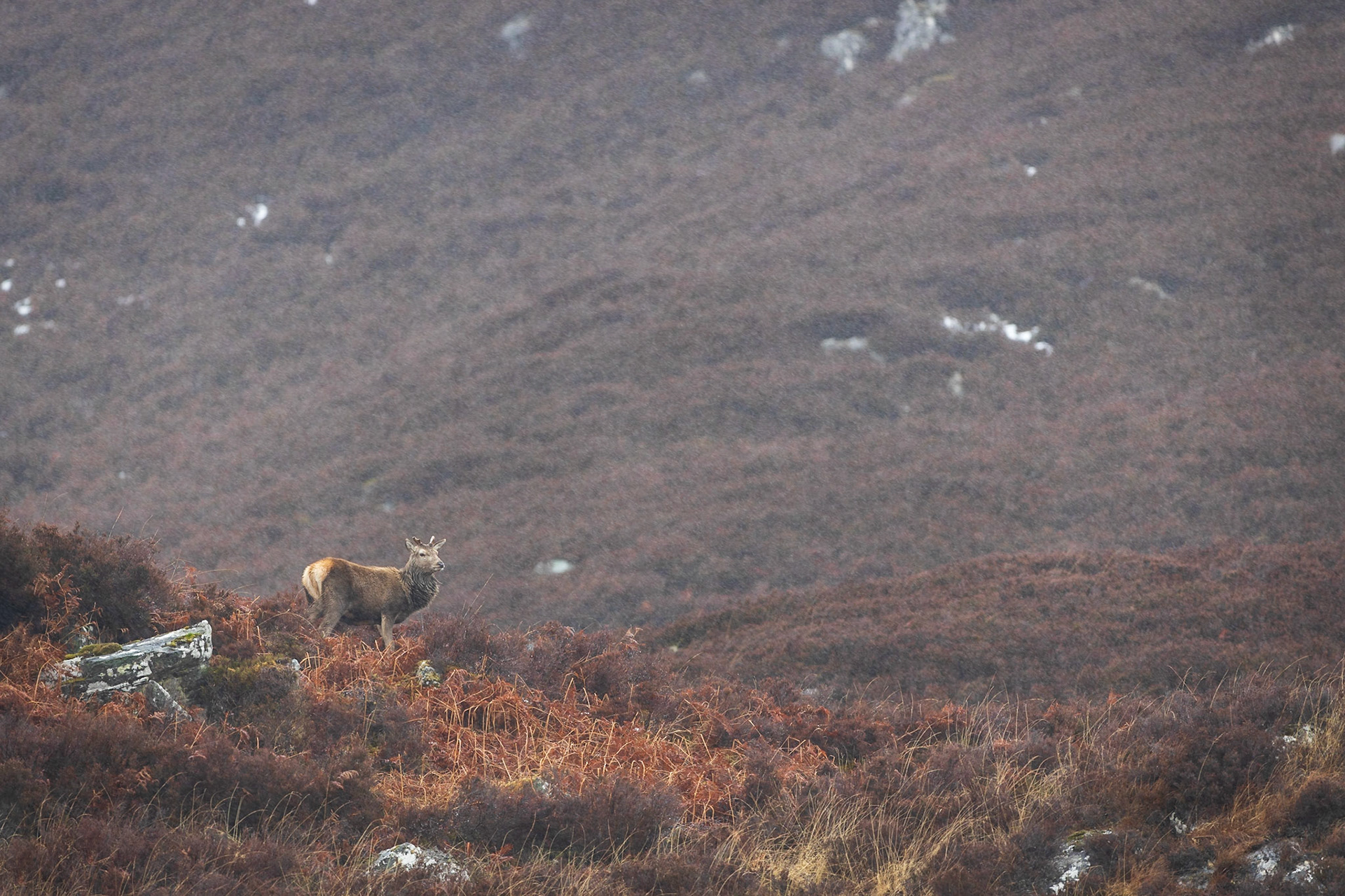 Ein abnormer Hirsch trägt lediglich Geweihstumpfen