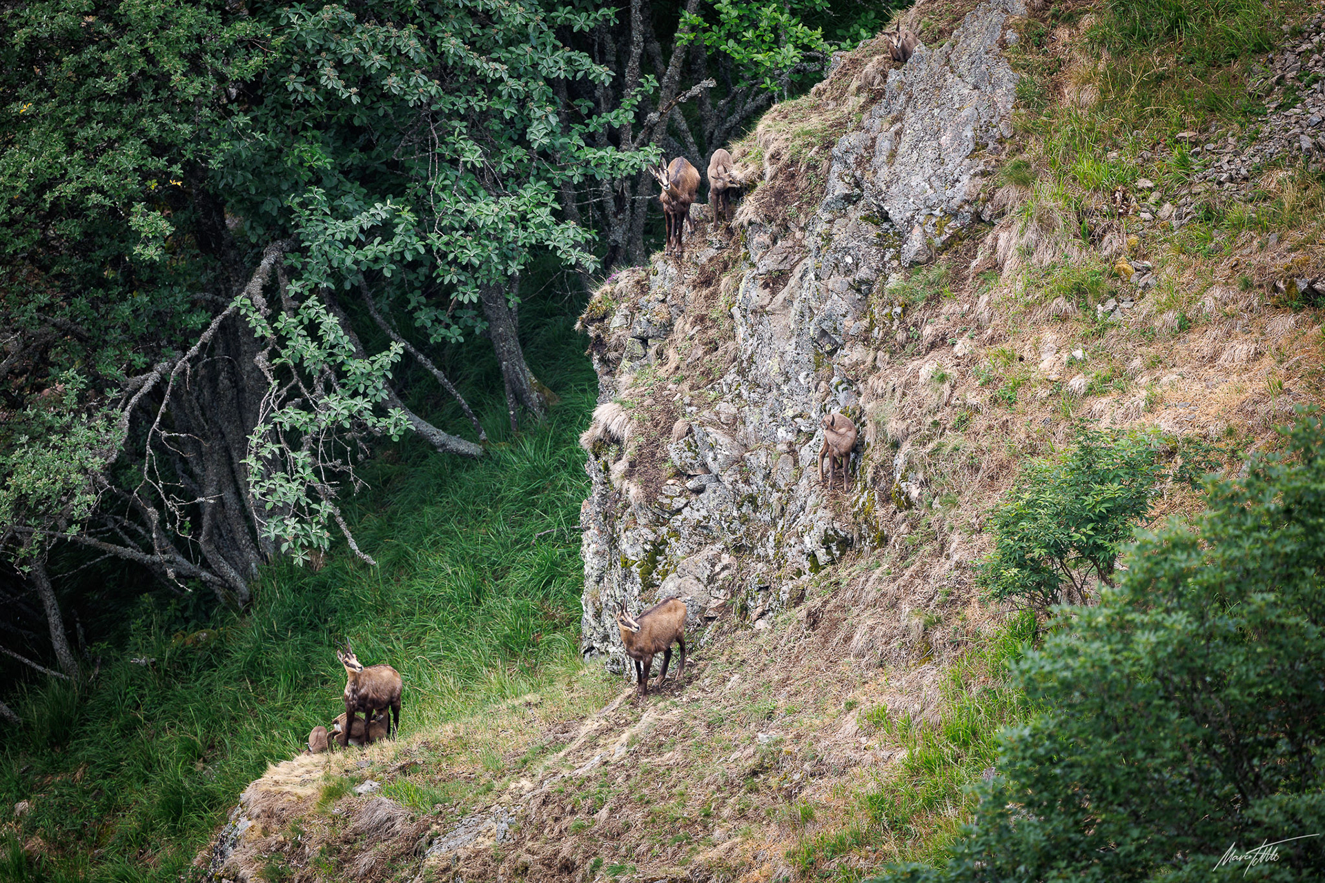 Scharwild (weibliches Gamswild)