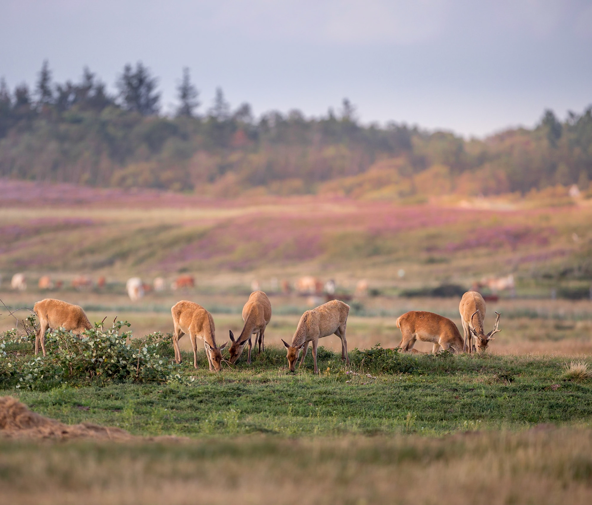 Äsendes Kahlwildrudel