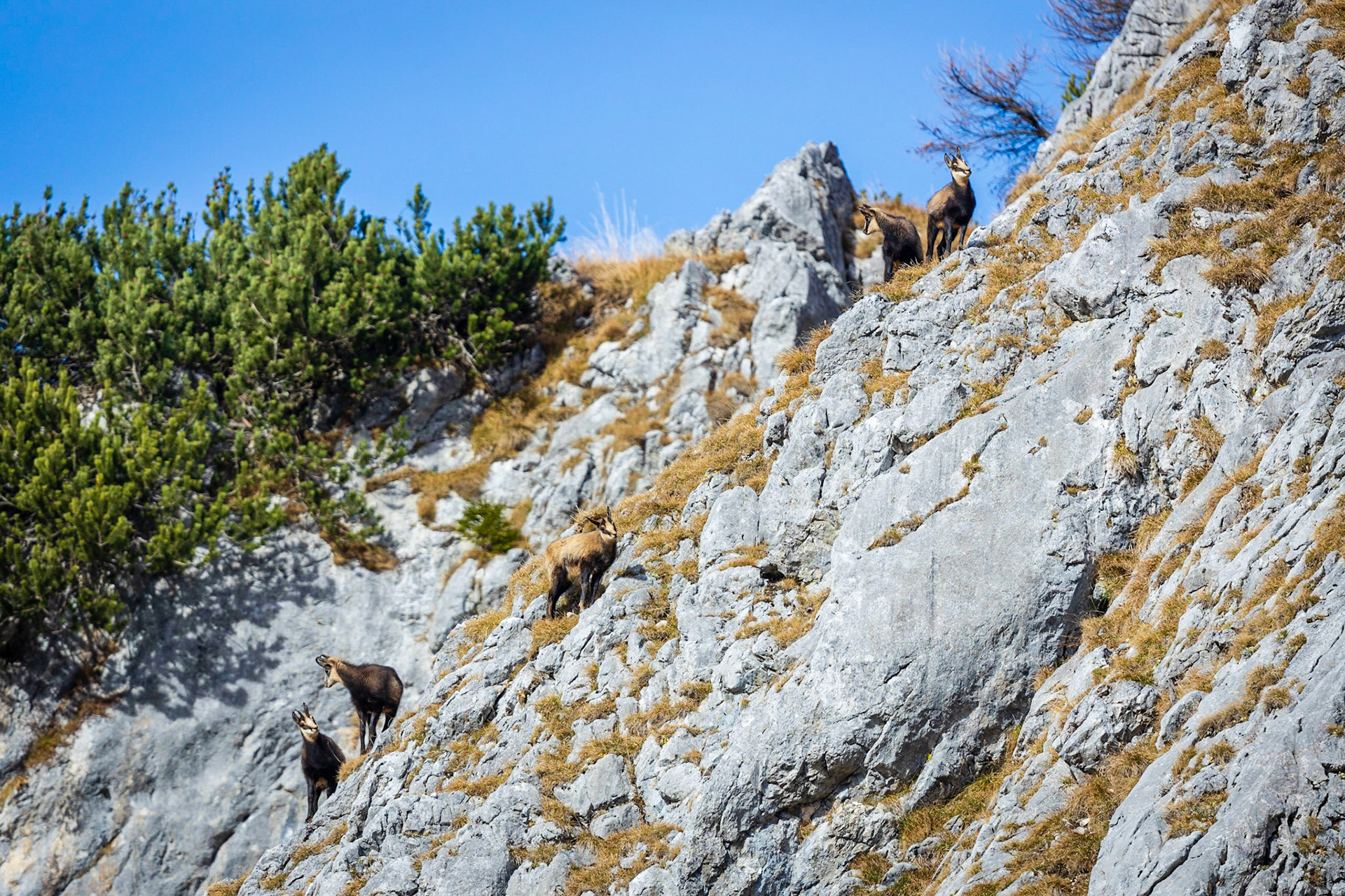 Ein Rudel Gamsjährlinge in steiler Felswand.