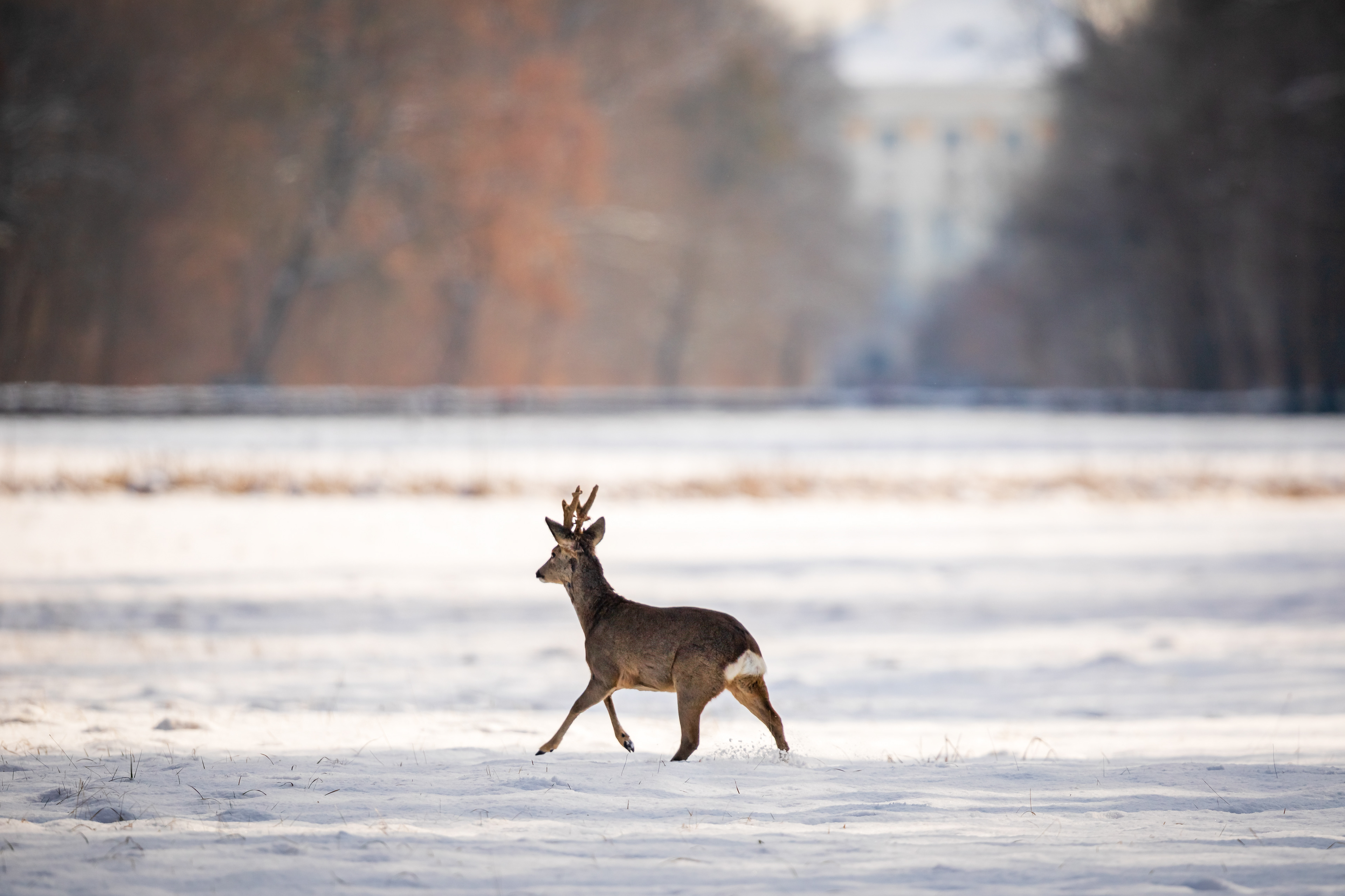 Eine junge Rehgeiß im Schneefall im Nymphenburger Schlosspark.