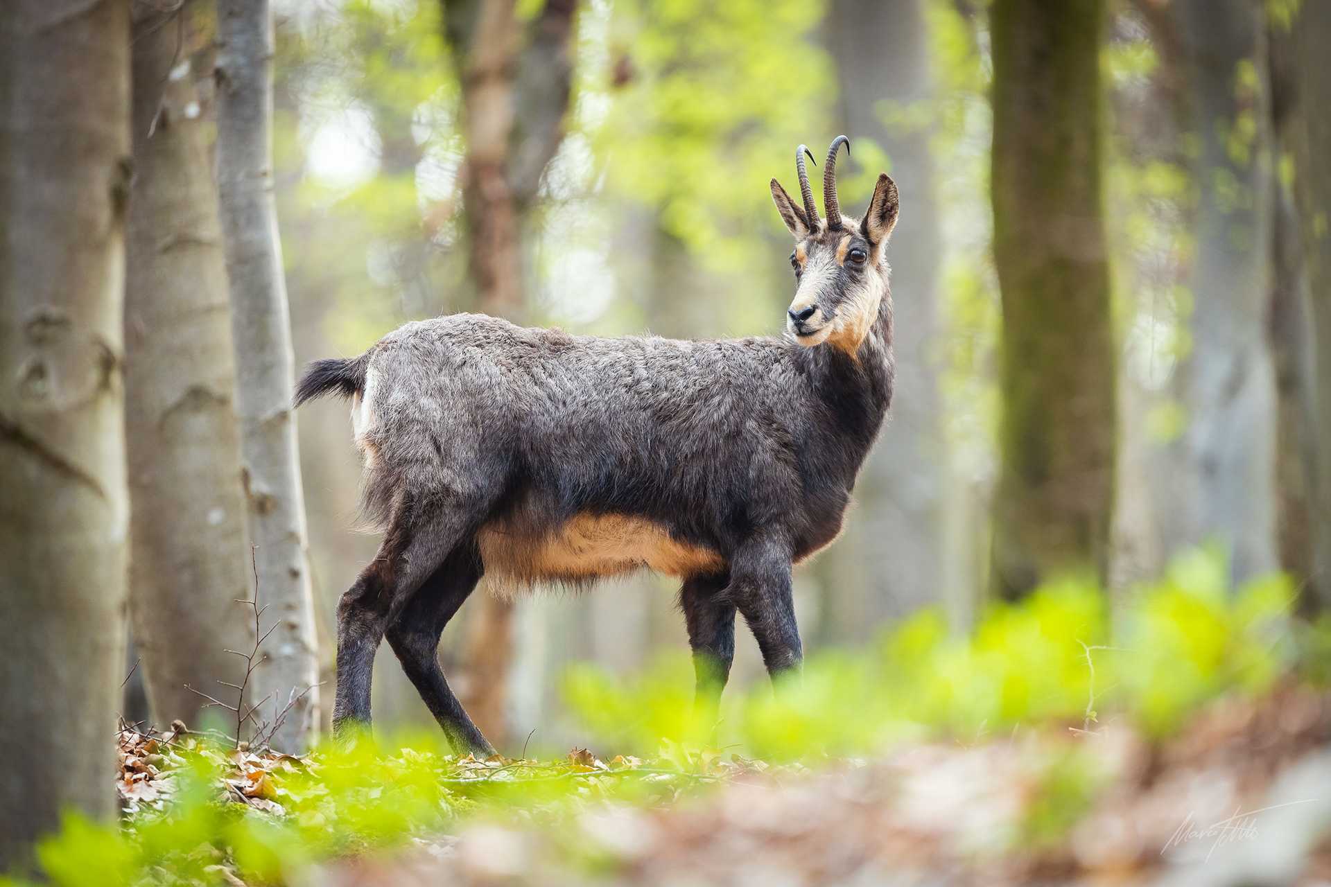 Gamsgeiß im Frühling.
