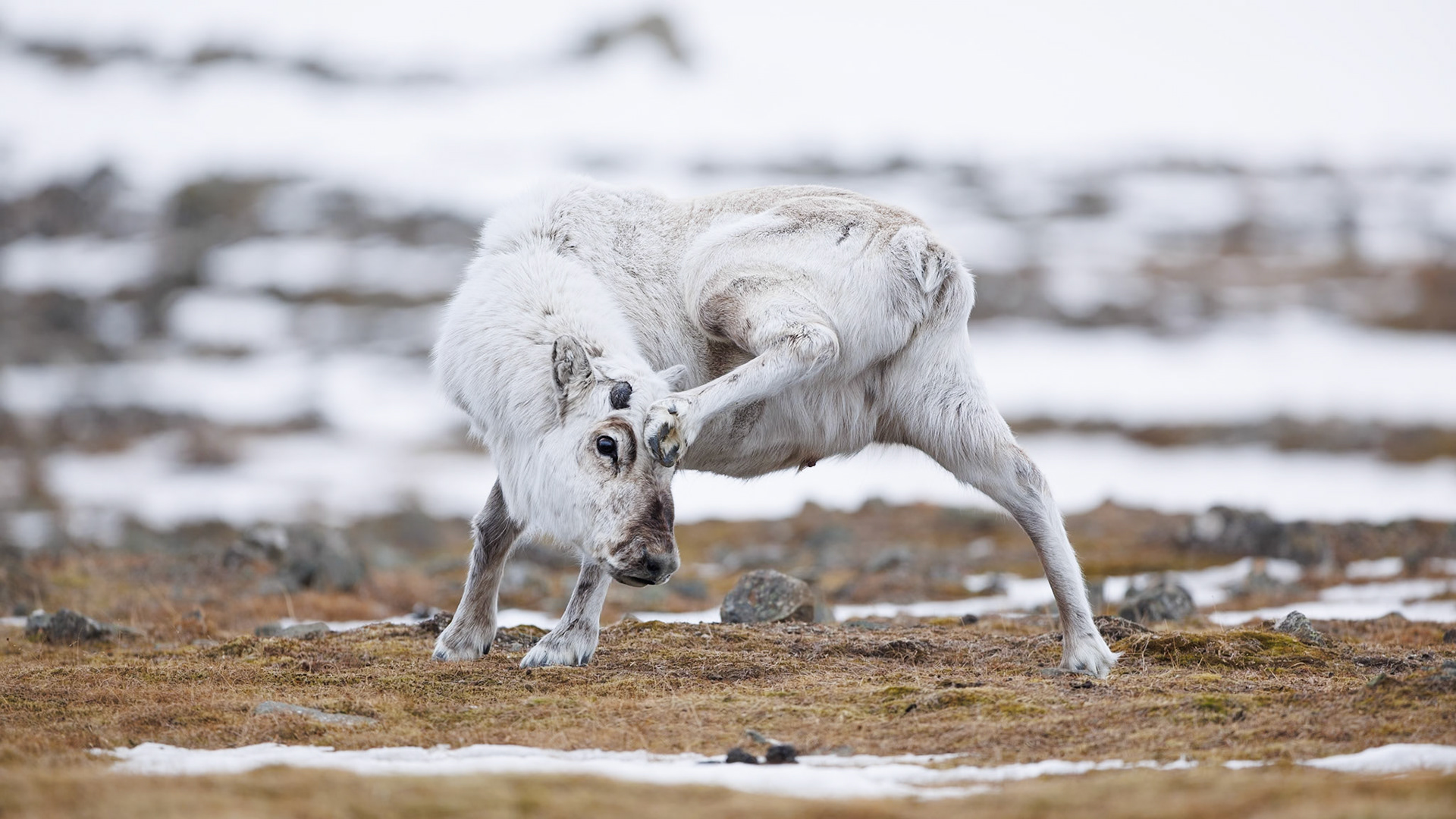 Ein Svalbard-Rentier kratzt sich mit einem Huf an seinem Kopf, während es auf einer spärlich verschneiten Wiese steht. Diese Szene zeigt das Leben der Tiere in der rauen Polarregion.