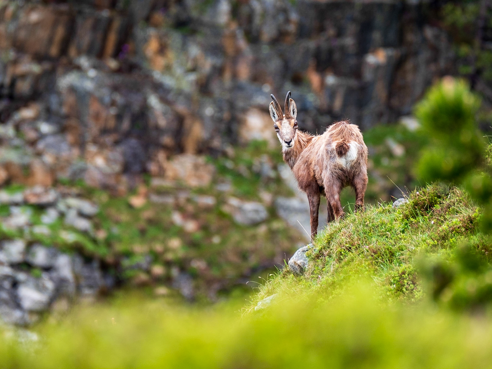 Ein alter Gamsbock im Sommer.