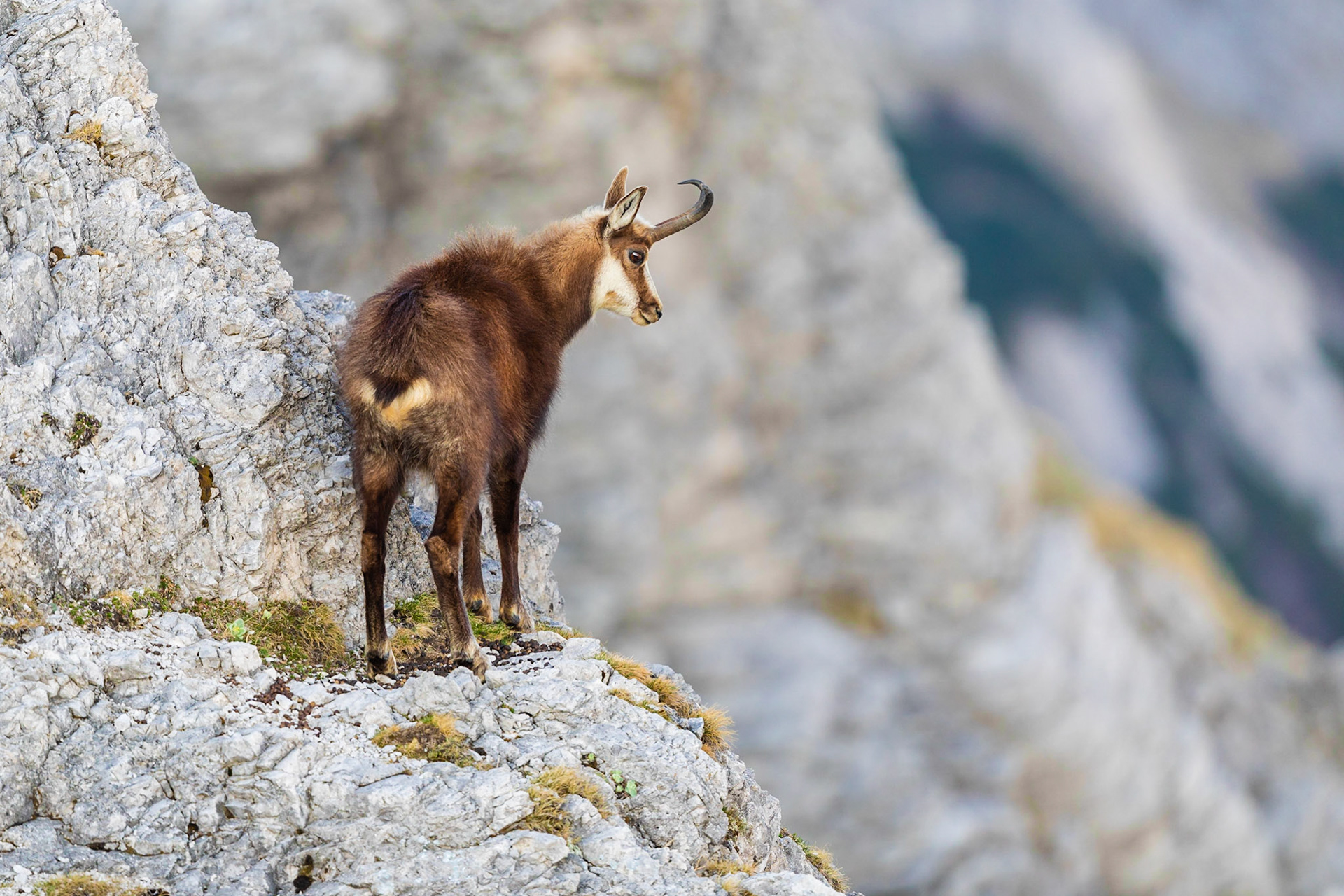 Mittelalter Gamsbock sichert von Felswand in Richtung Tal.