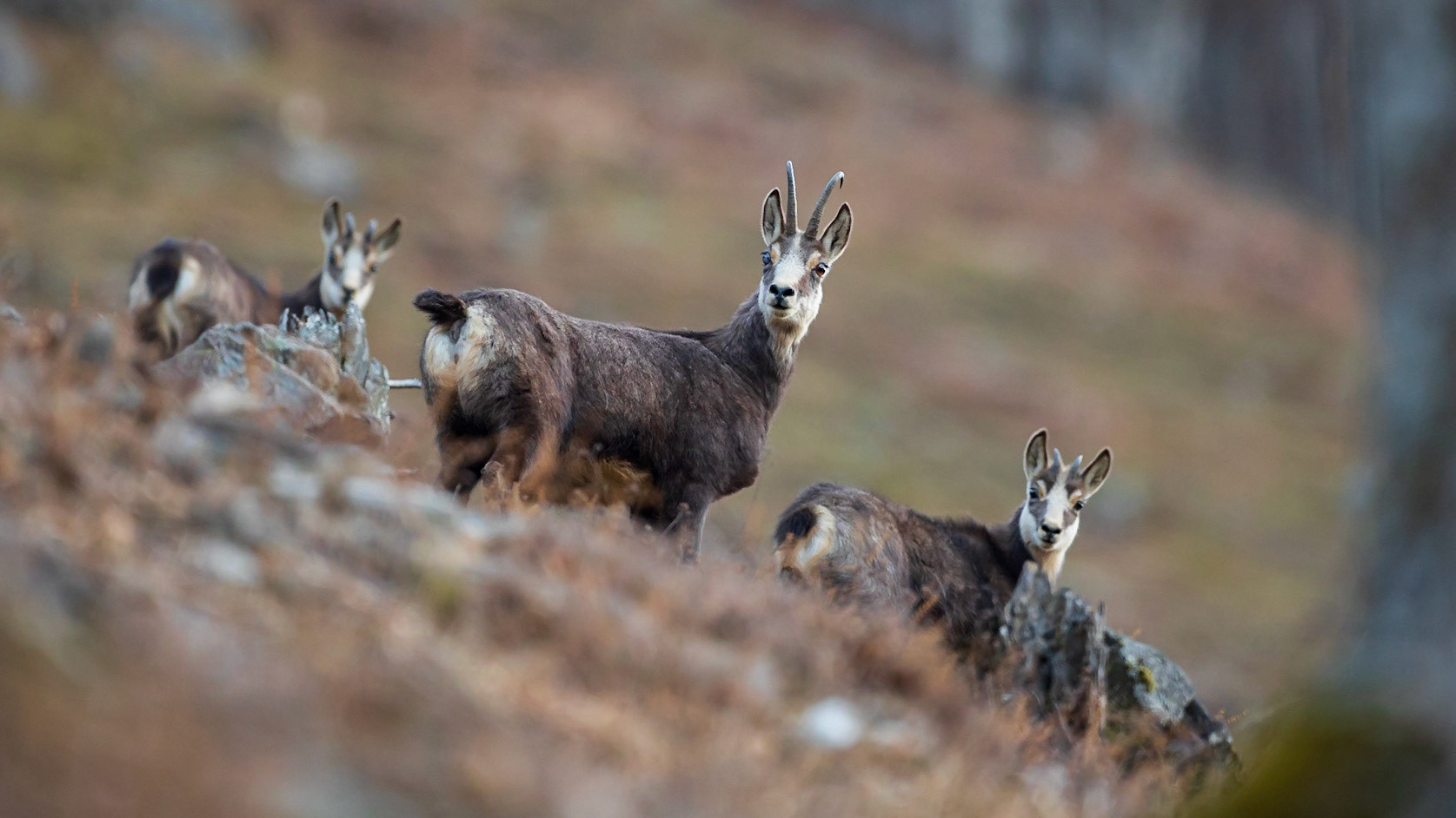 Gamsgeiß mit Gamskitzen.