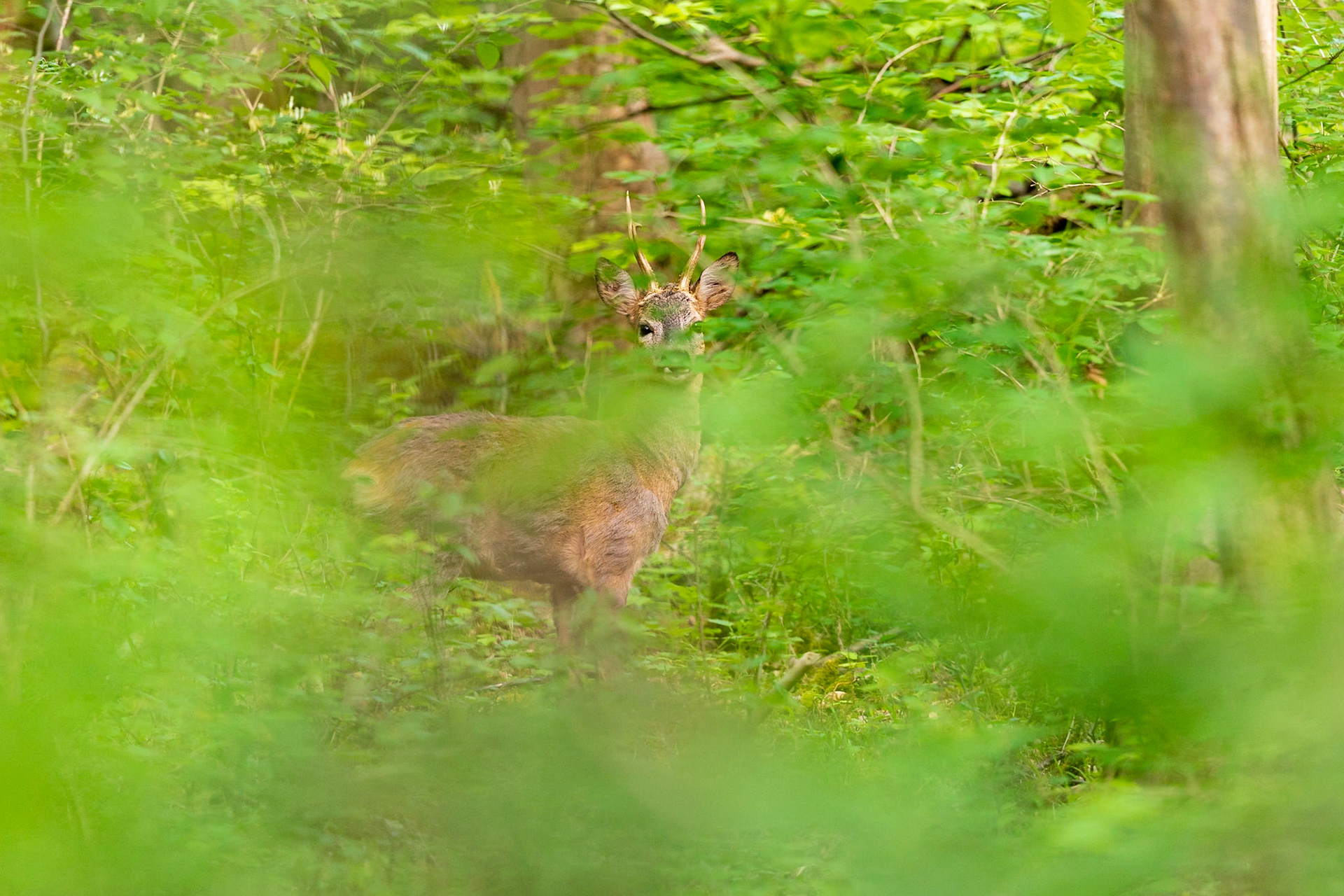 Alter starker Rehbock im frischen grünen Unterholz