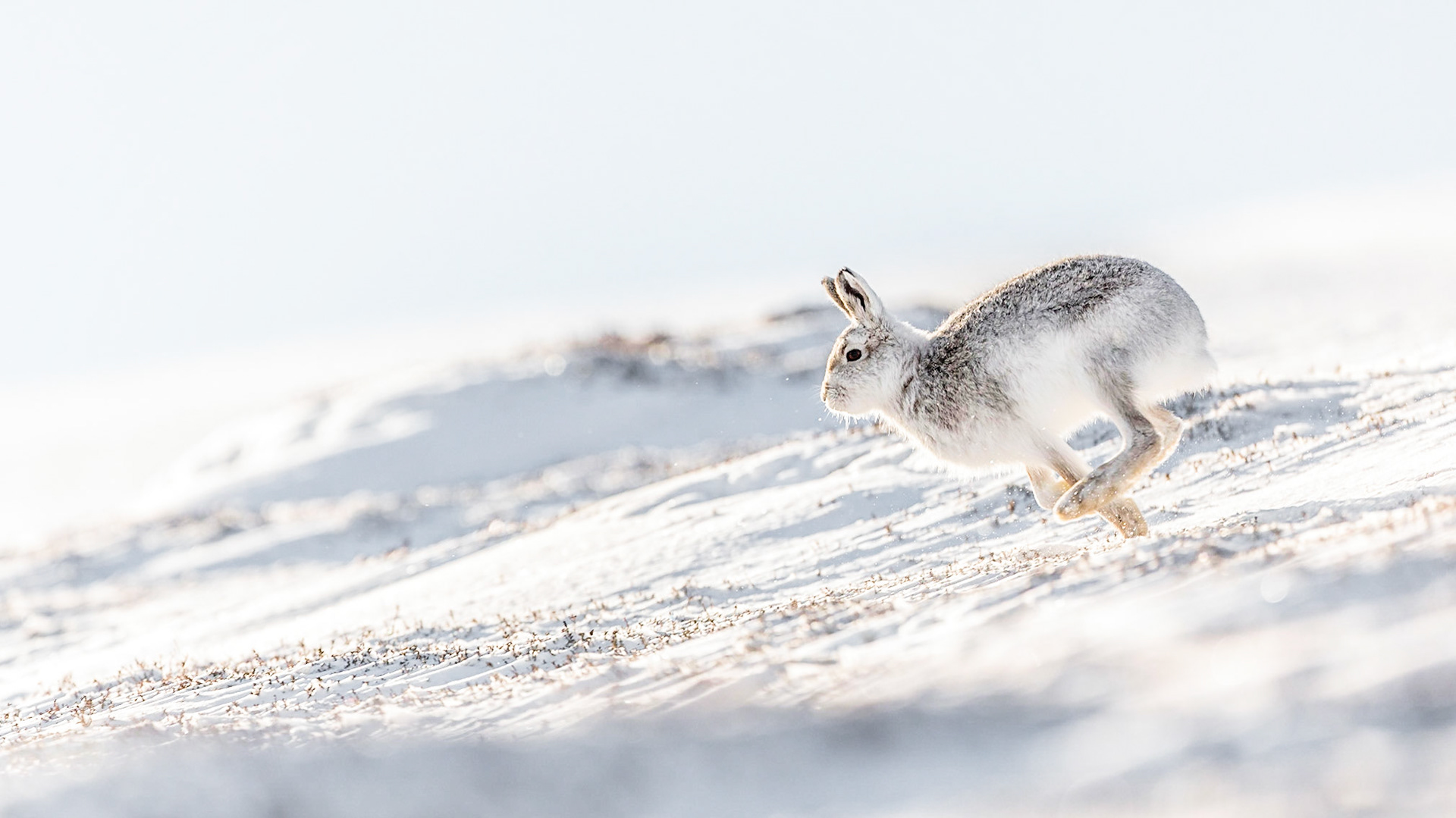 Fliehender Schneehase.