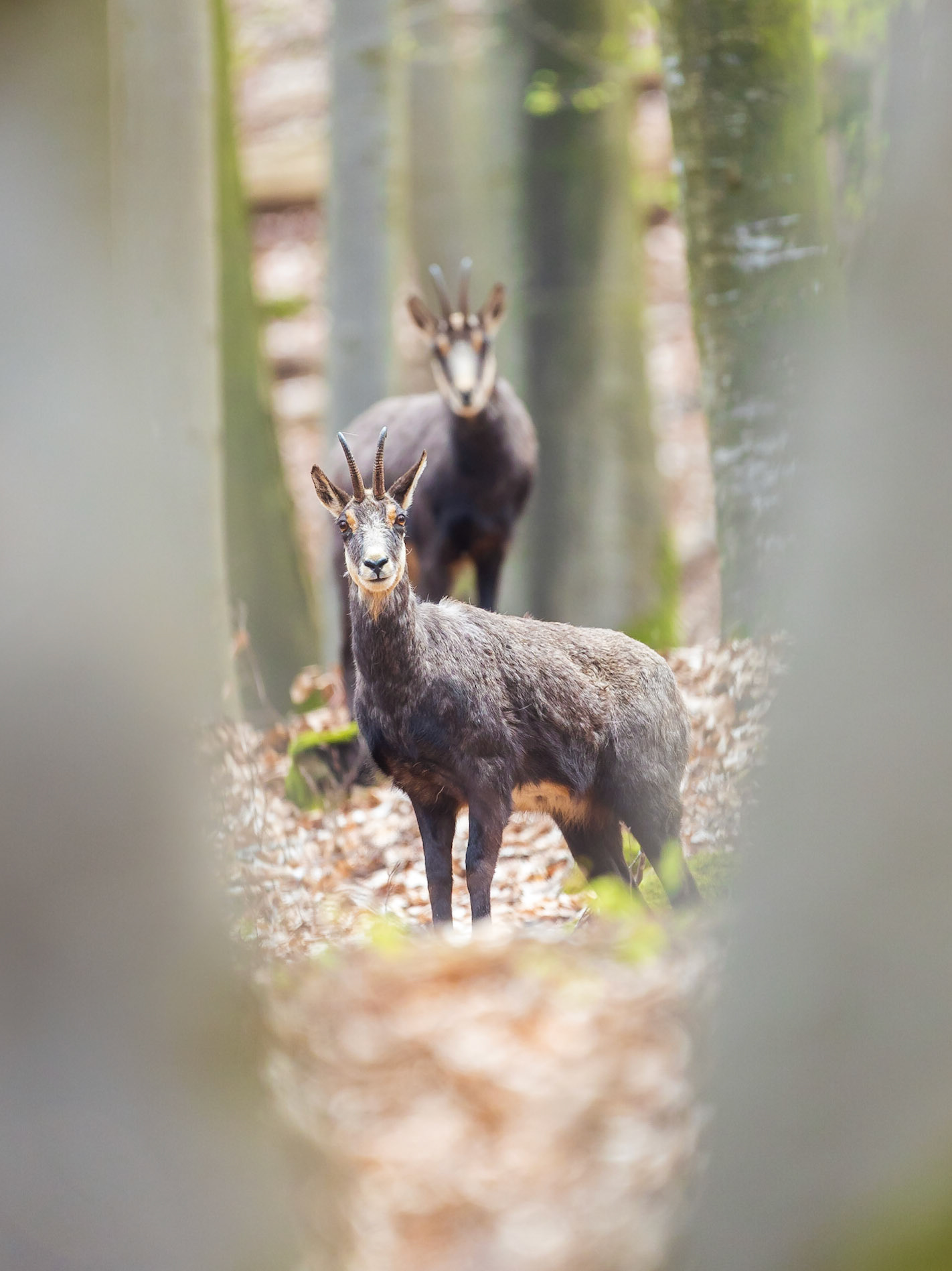 Mittelgebirgsgämse.