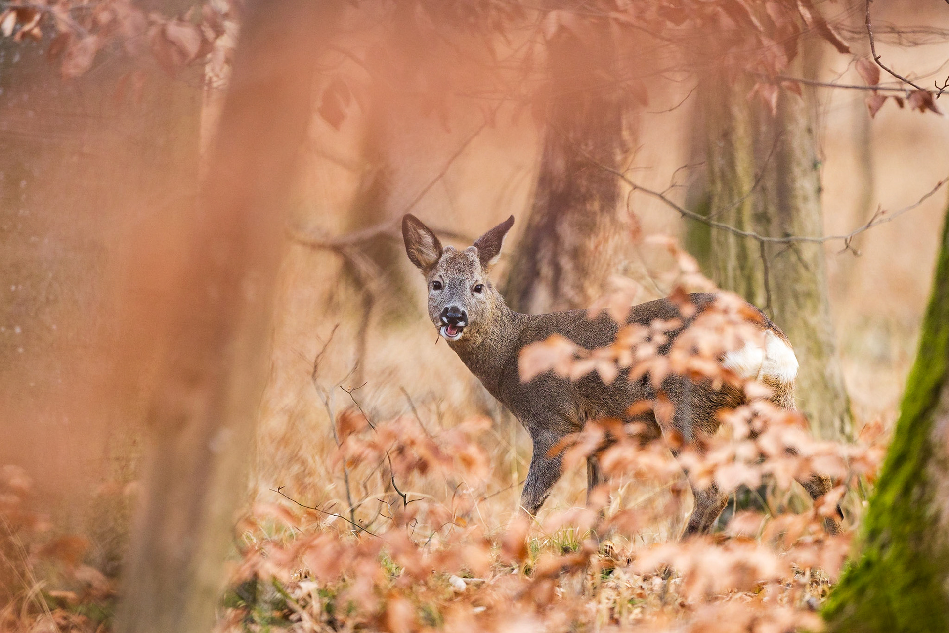 Rehbock im Bast äst Triebe einer Buche in von Buchenblättern rot verfärbtem Wald im Winter