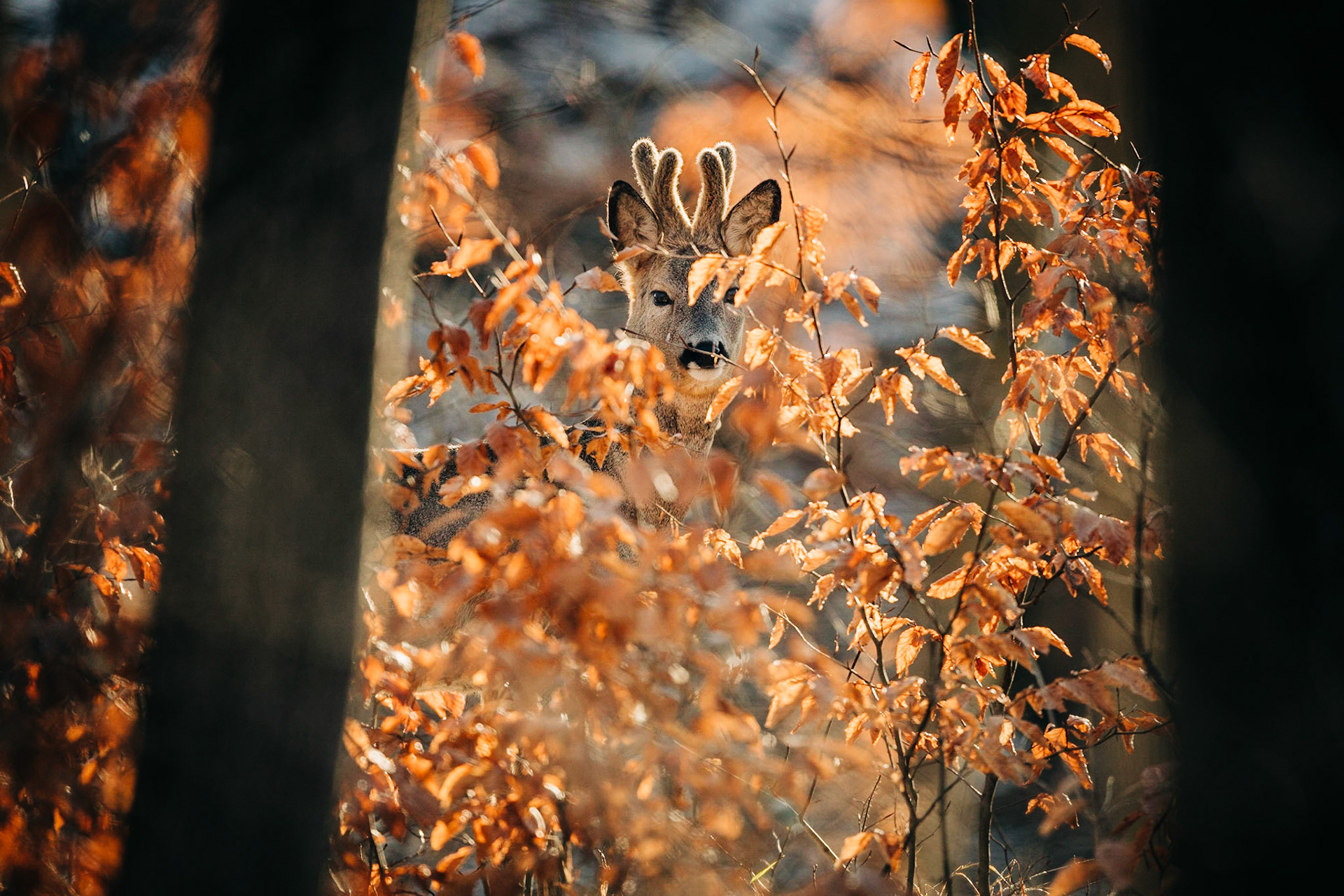 Junger Rehbock im Bast im sonnigen Gegenlicht durch rot verfärbtes Buchenrauschen