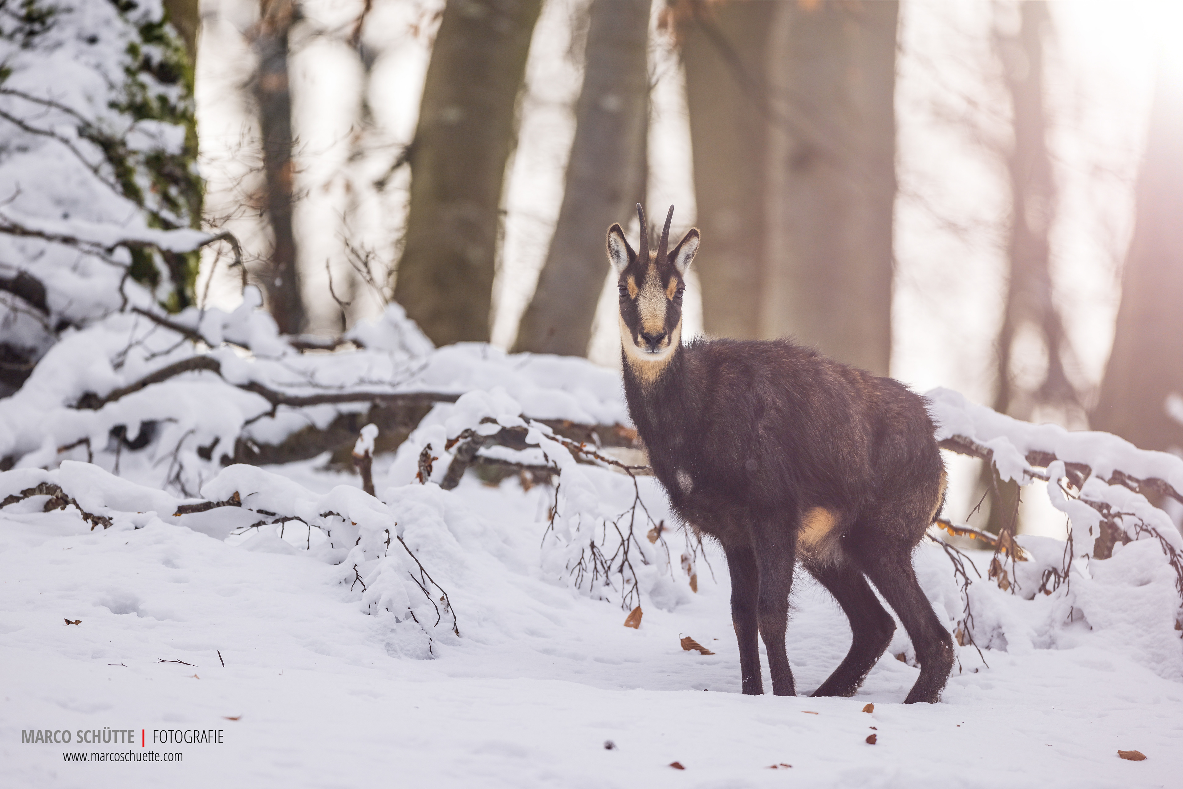 Gamsgeiß im winterlichen Buchenwald. Fotografiert im Altmühltal.