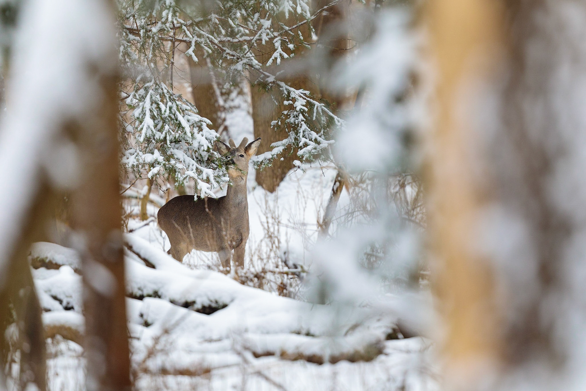 Ein junger Rehbock im Bast verbeisst junge Triebe an einer Fichte im verschneiten Winterwald