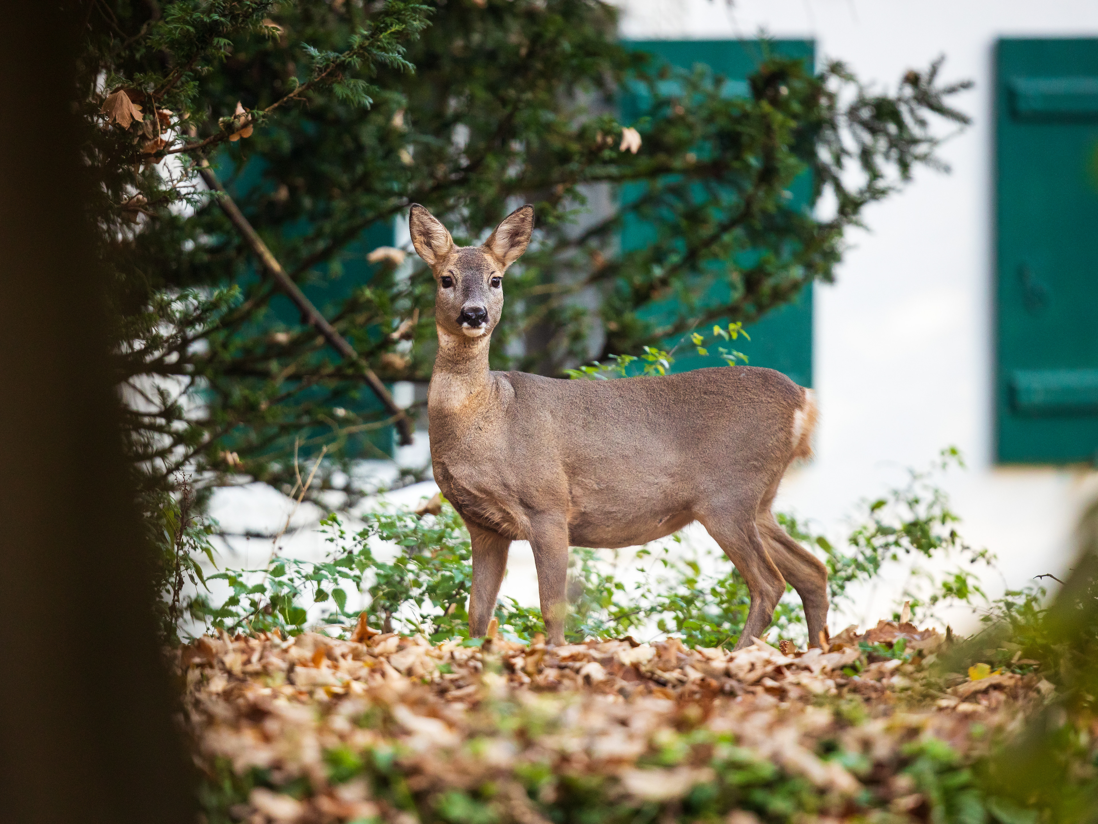Nymphenburger Schlosspark: Rehgeiß im Dörfchen im Nymphenburger Schlosspark. Nun schon wieder grau verfärbt.