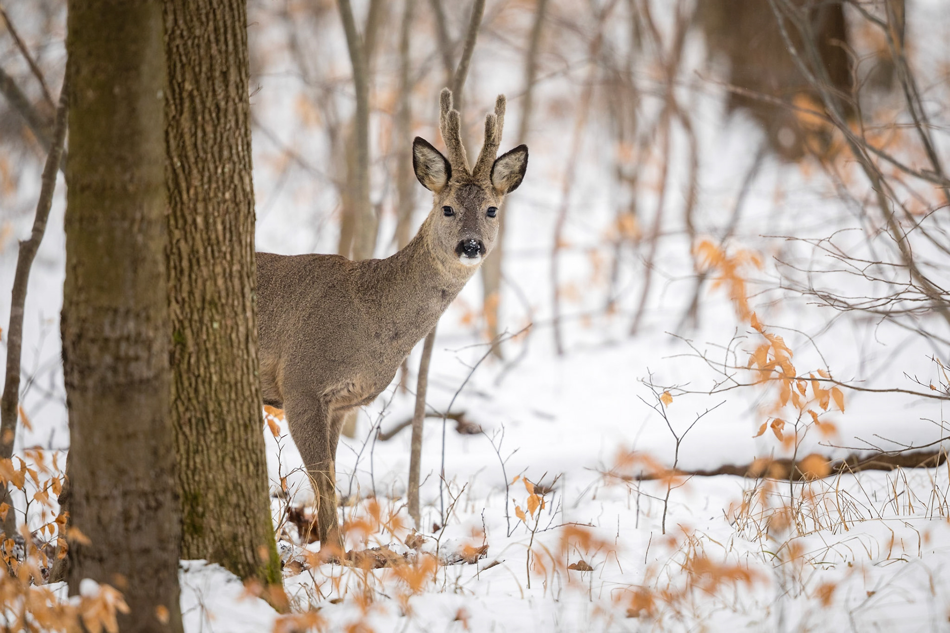 Starker mittelalter Rehbock im Bast sichert hinter Baum hervor im Schnee