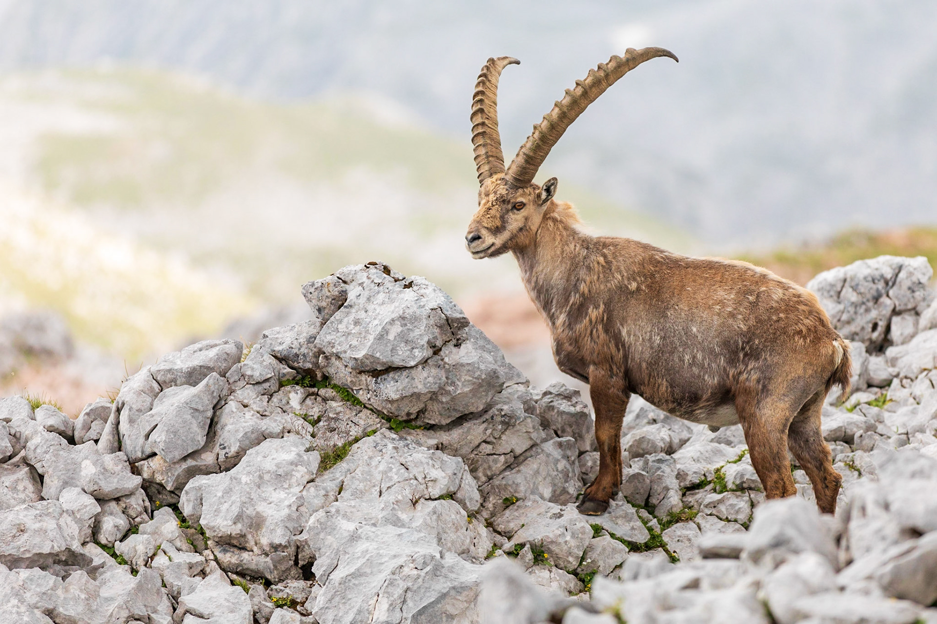 Alter Steinbock im Felsenmeer.