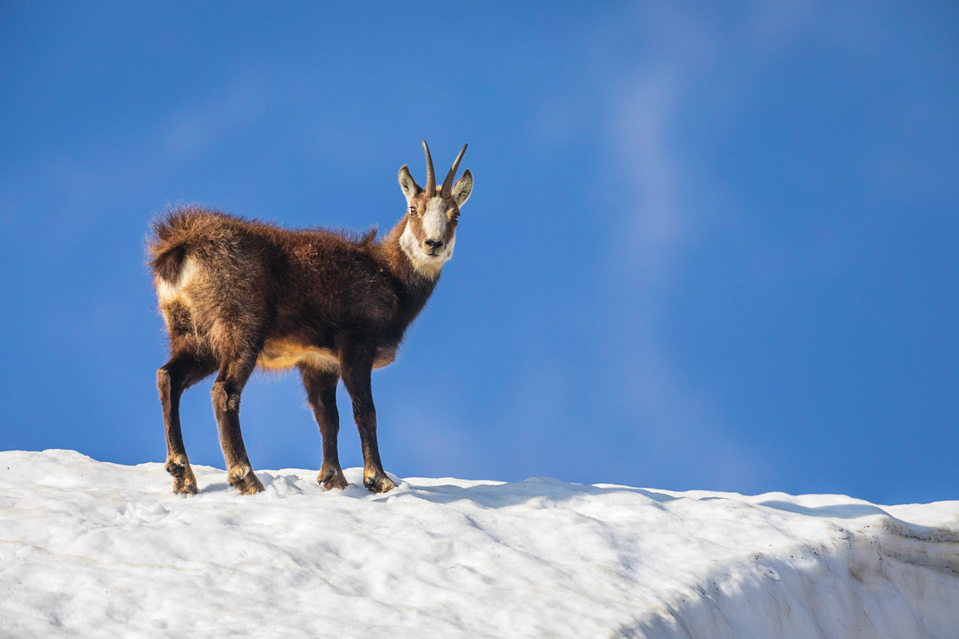 Alter Gamsbock auf Schneefeld.