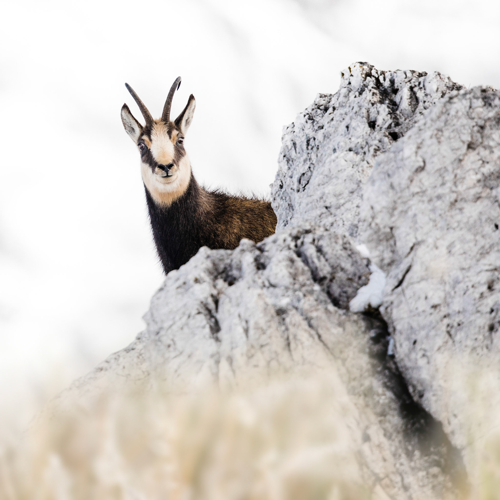 Gamsbock sichert von Felsen.