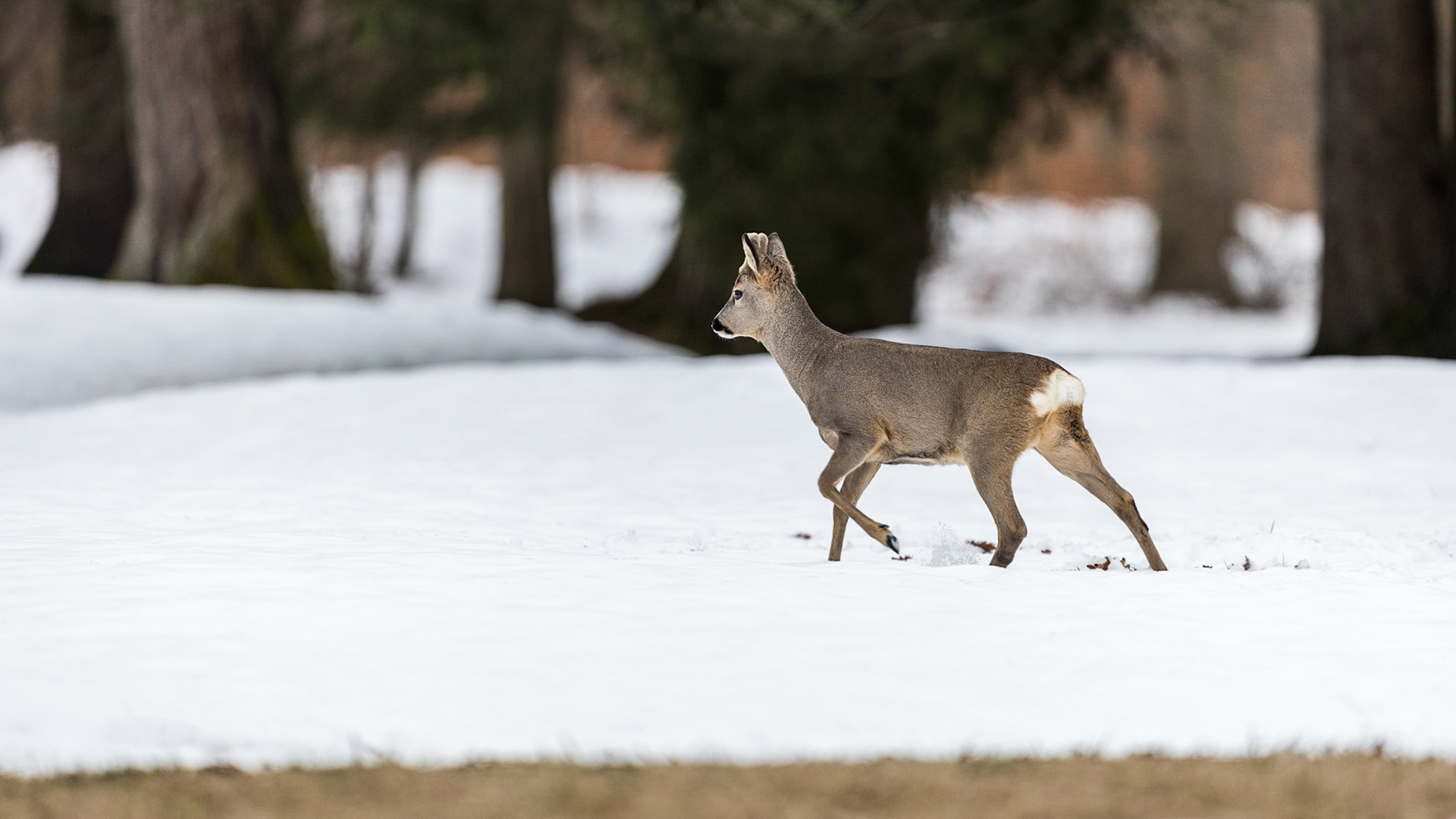 Alter Bock im Bast zieht über eine im Altschnee liegende Waldwiese