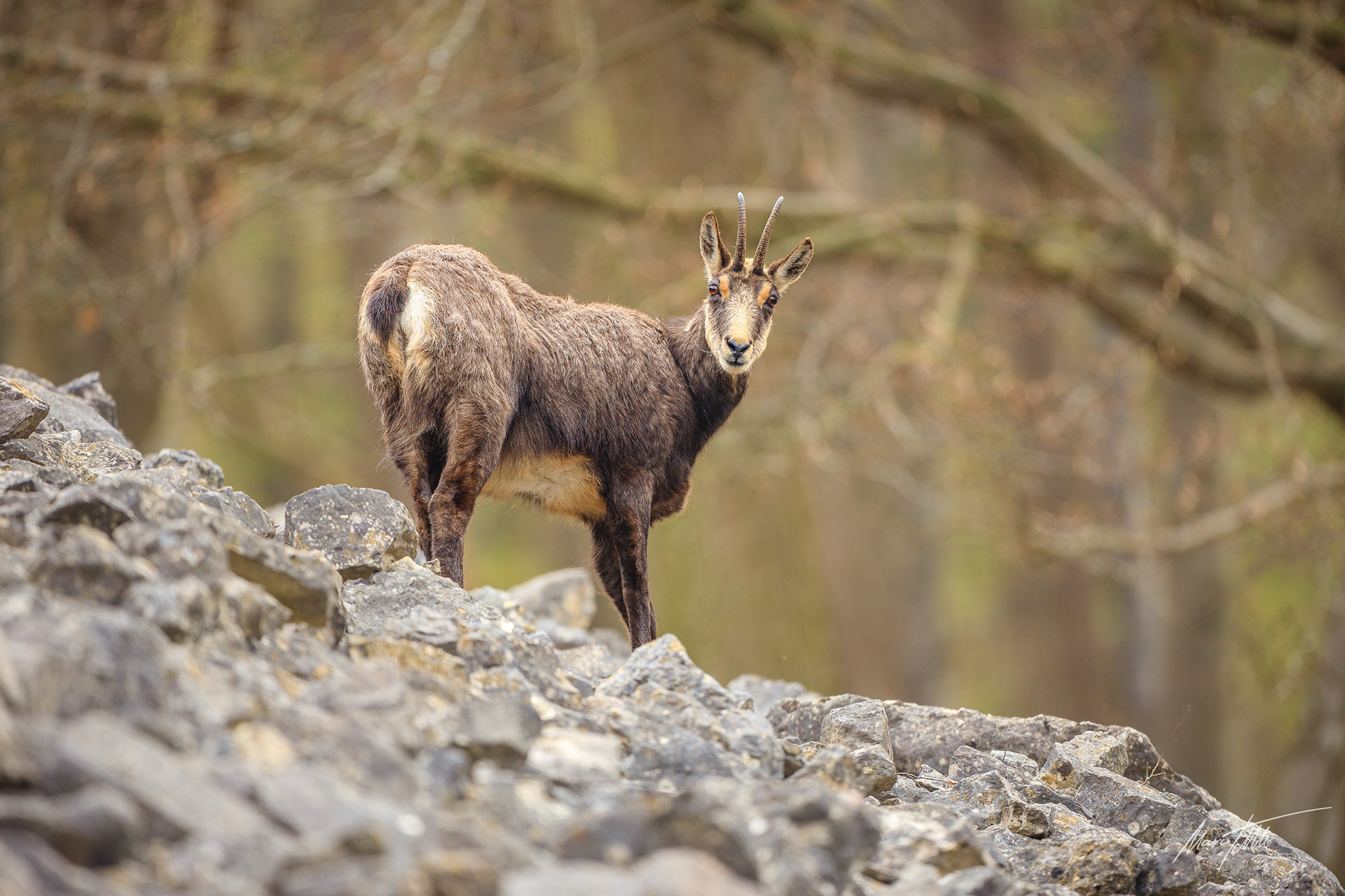 Gamsgeiß auf Blockhalde.