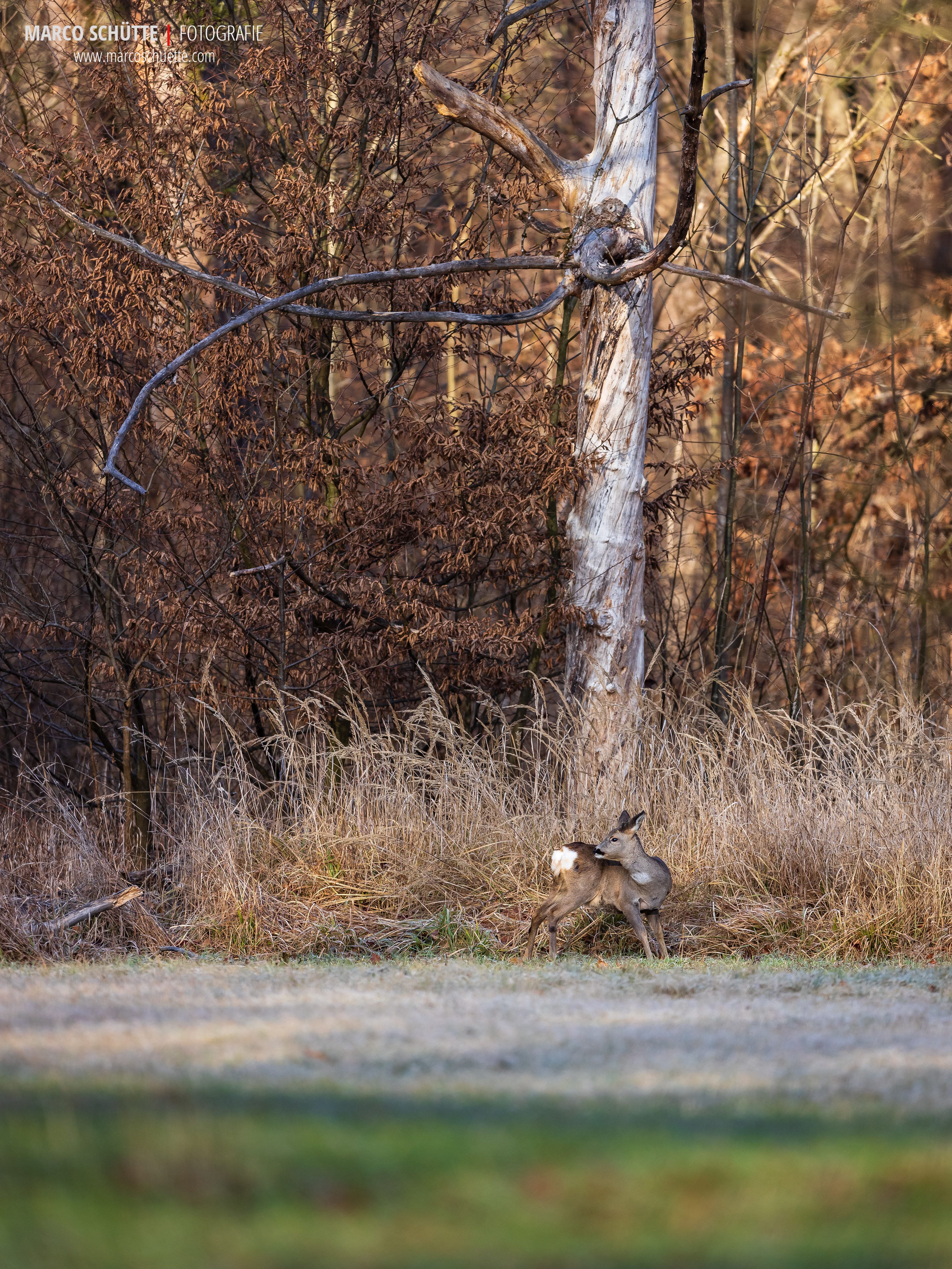 Eine Rehgeiß vor einem abgestorbenen Baum.