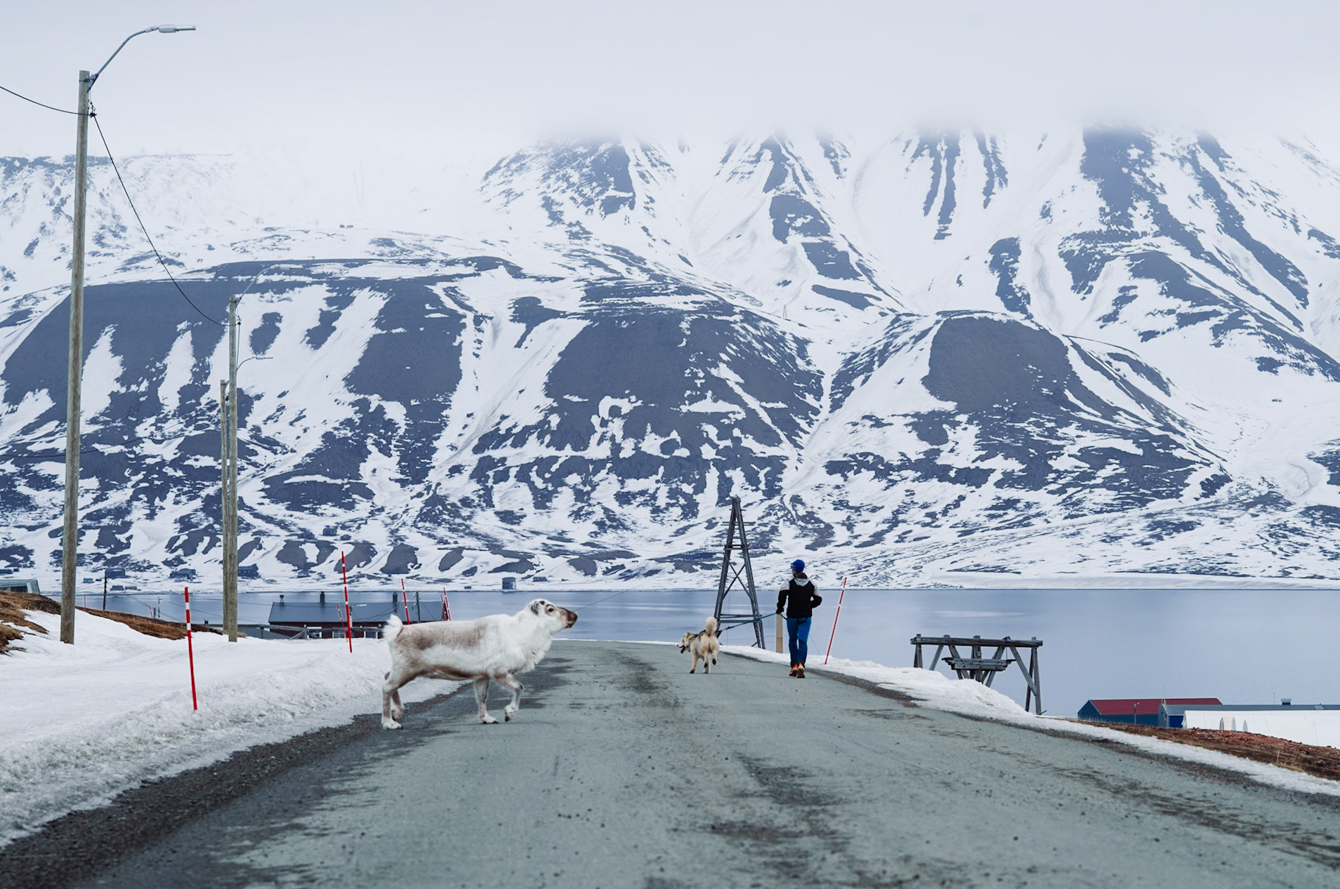 Ein Hund, ein Rentier und ein Mensch auf einer schneebedeckten Straße in Longyearbyen. Im Hintergrund sind Berge und das Meer zu sehen.