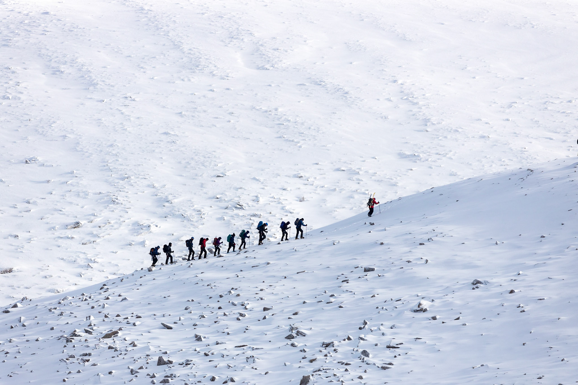 Trotz zahlreicher "Schneetouristen" findet sich in den Cairngorms eine große Zahl an Schneehasen und Schneehühnern.