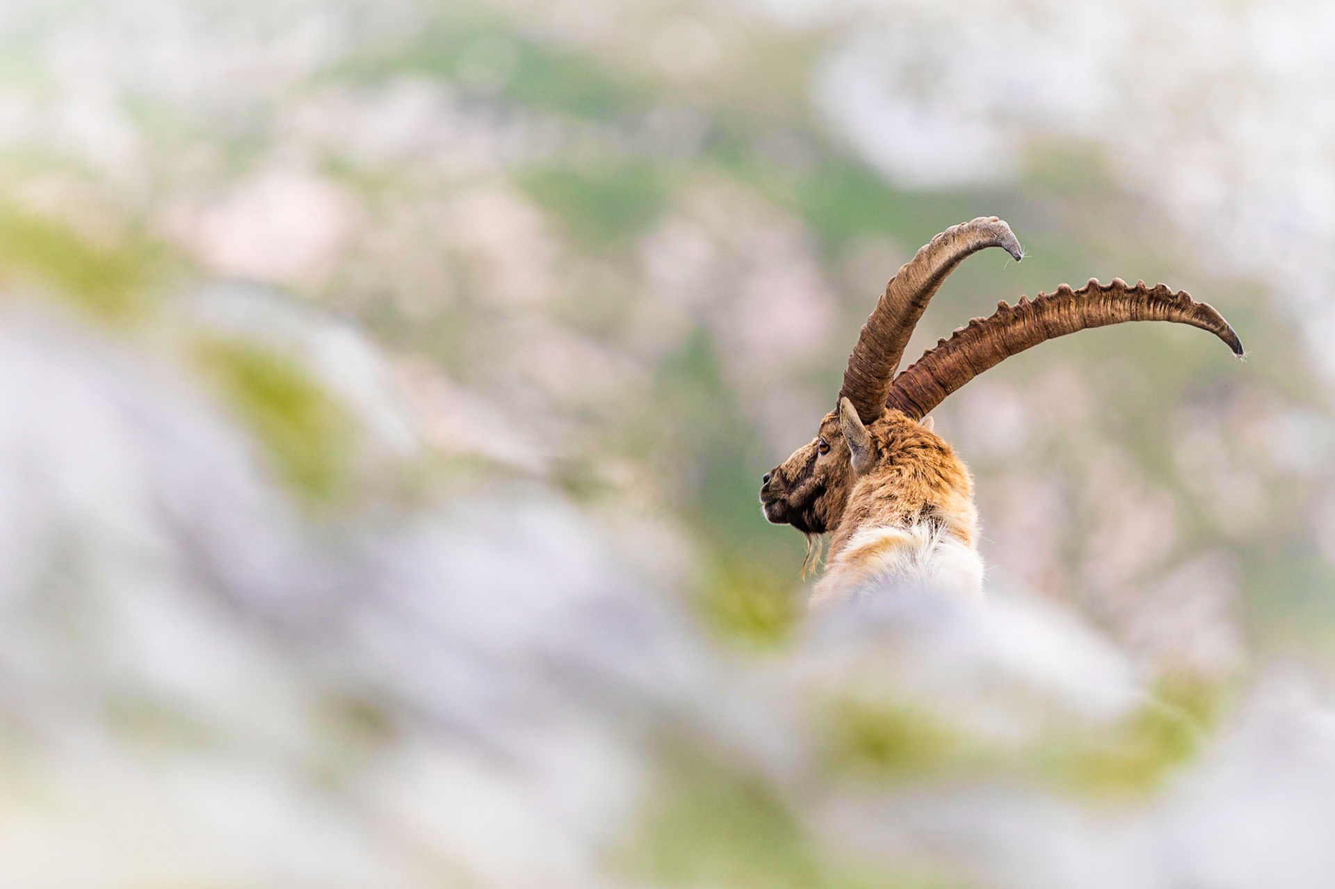 Alter Steinbock im Hagengebirge.