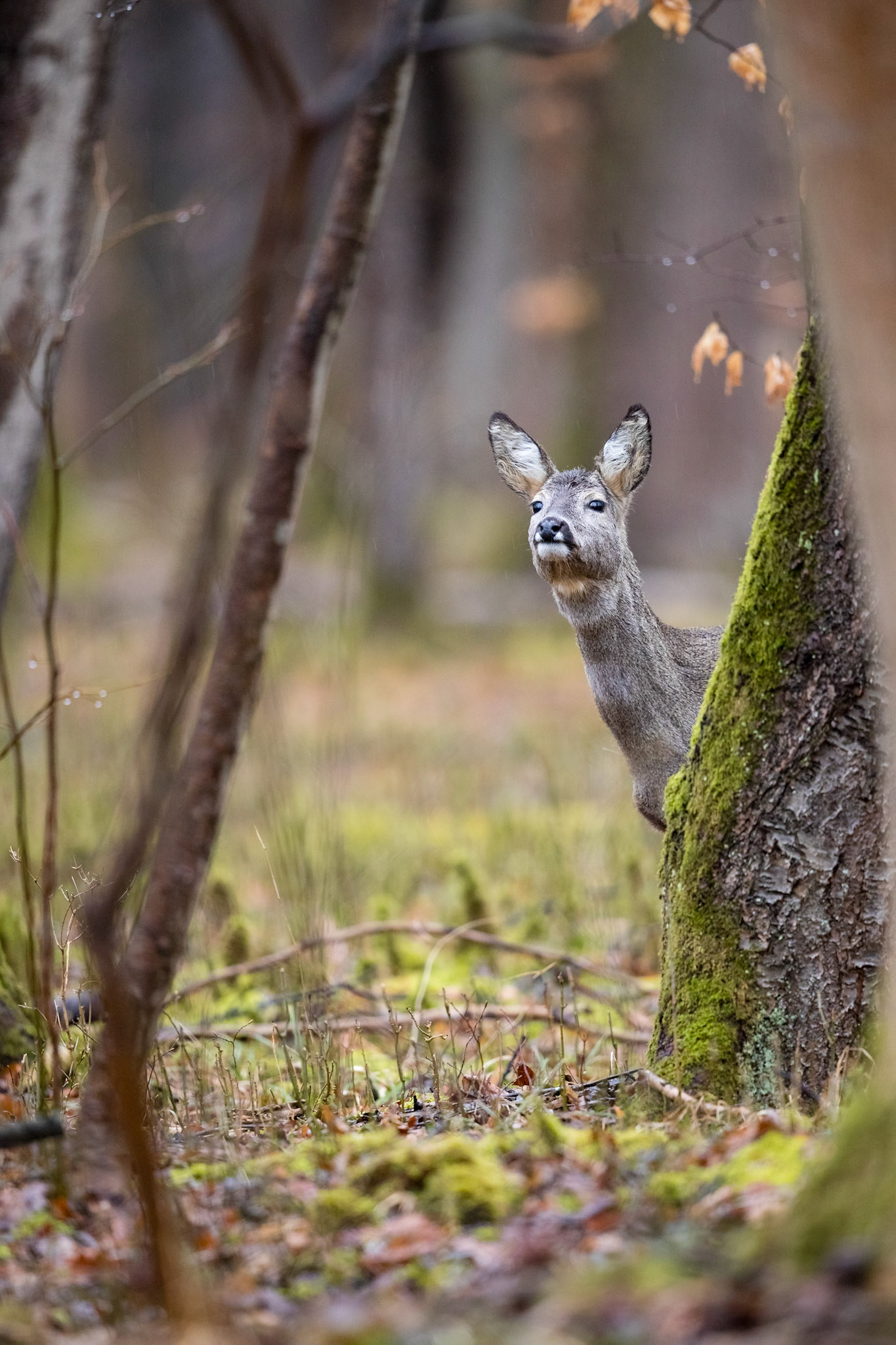 Ricke sichert hinter einem Laubbaum hervor