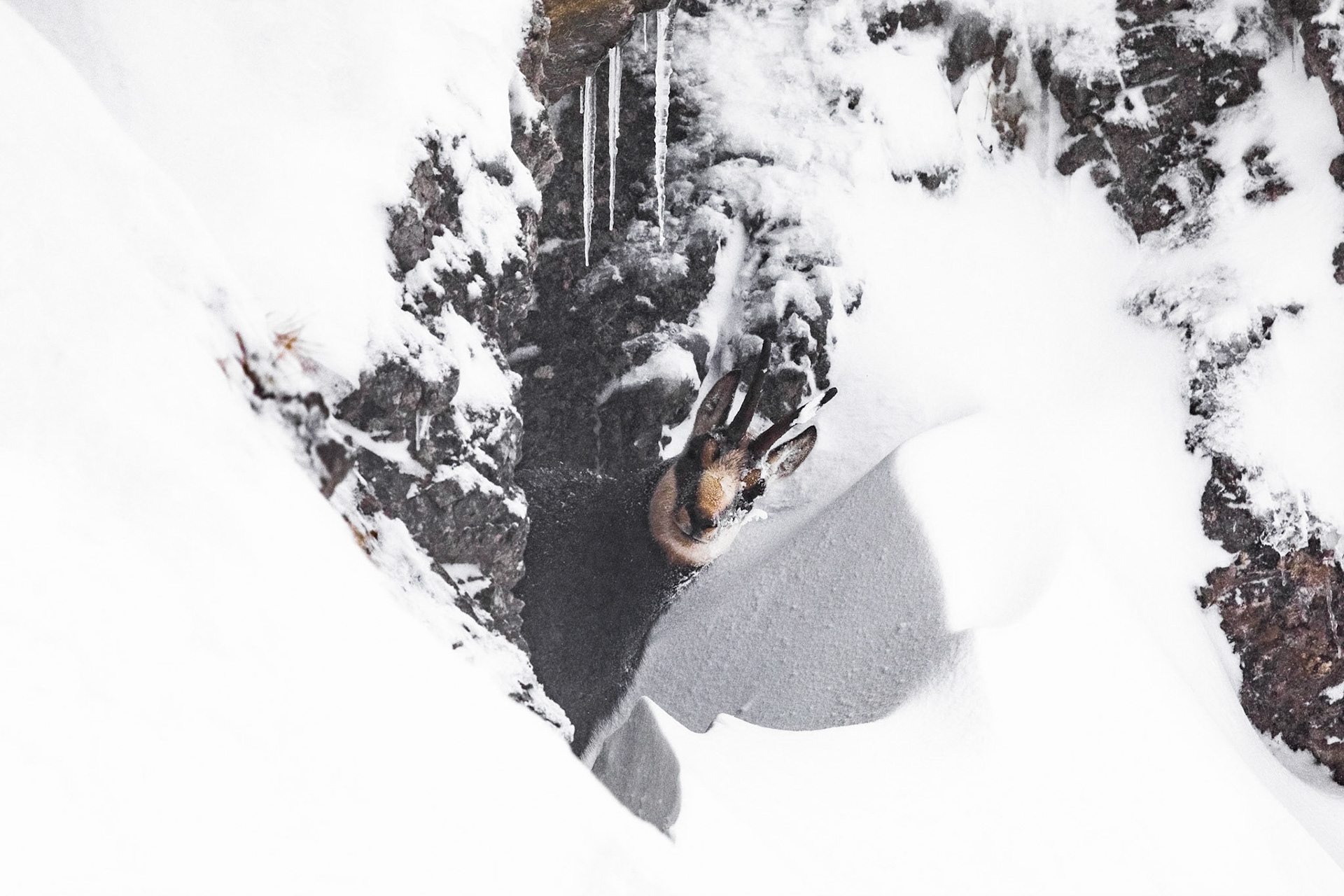 Eingeschneiter Gamsbock.