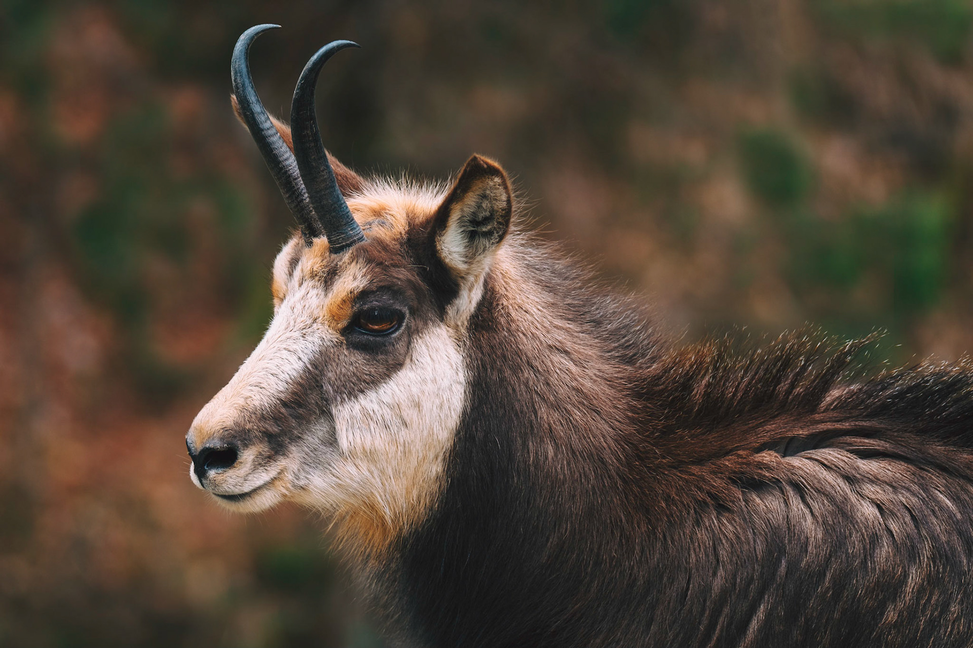 Porträt eines Gamsbocks.