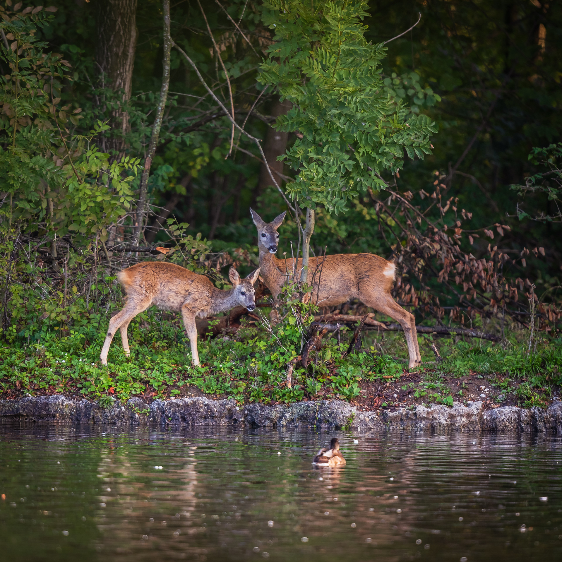 Rehgeiß mit ihrem Kitz am Großen See im Nymphenburger Schlosspark.