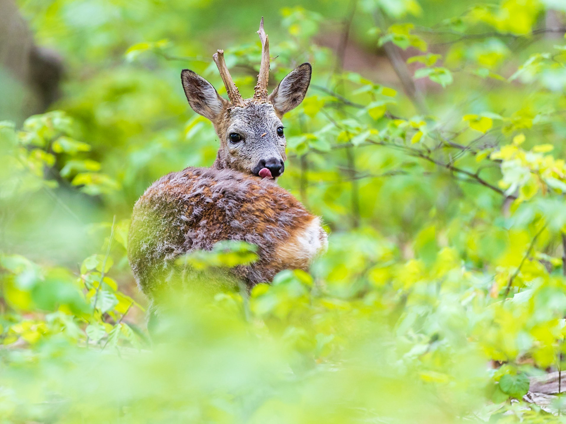 Alter Bock mit einseitig abgebrochenen Sprossen sichert in frischem Grün zurück und leckt sich den Windfang