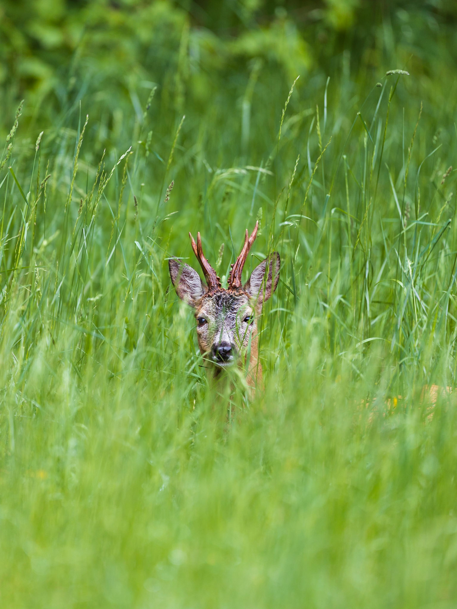Alter knuffiger Rehbock ruht im hohen Gras