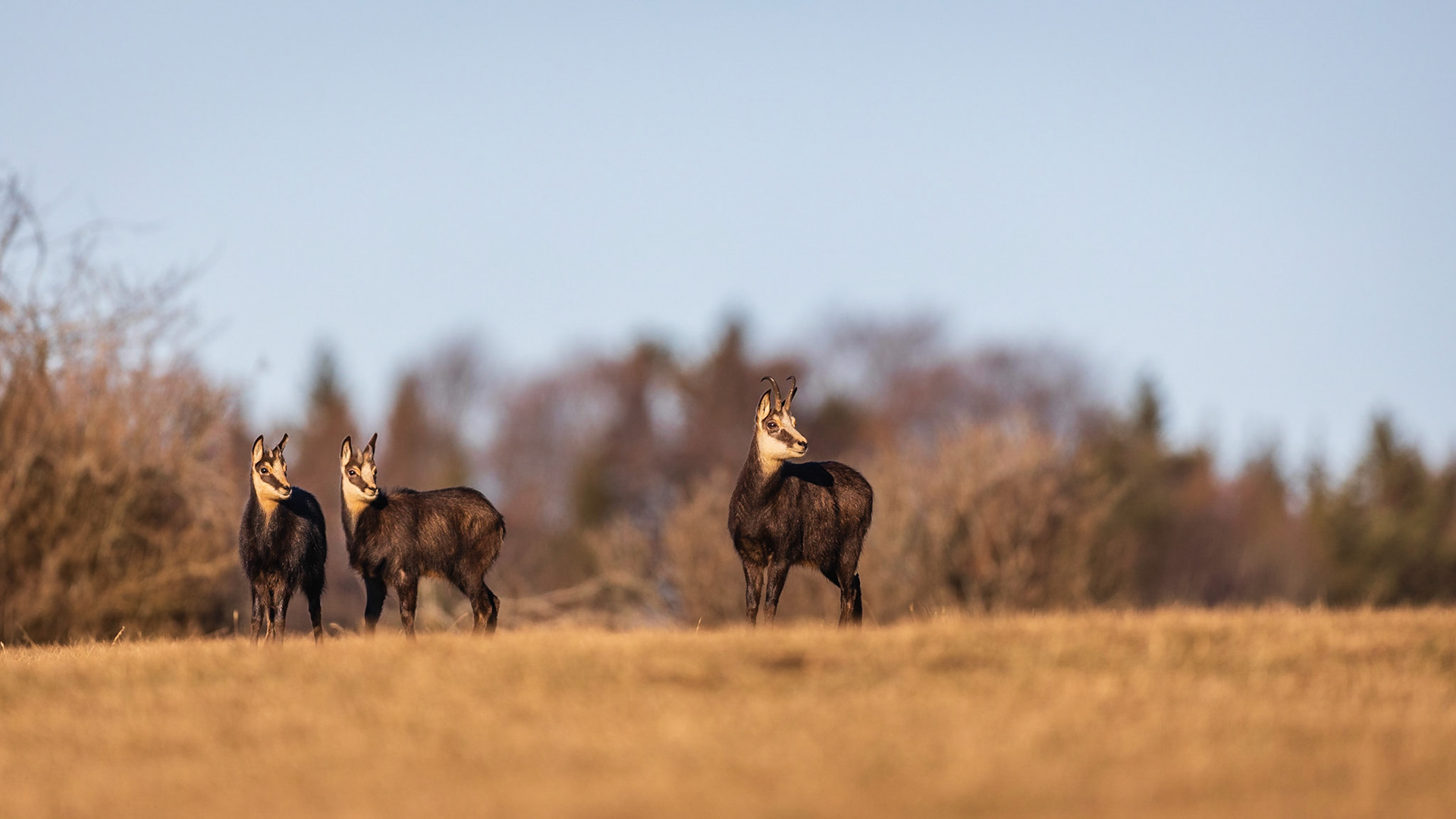 Gamsgeiß mit zwei Kitzen.