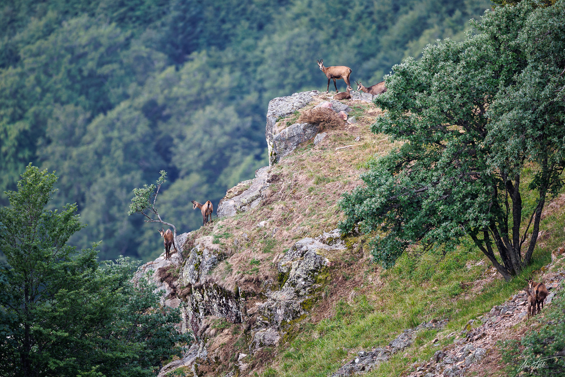 Scharwild (weibliches Gamswild)