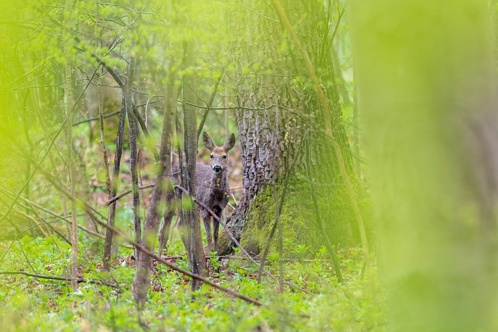 Ricke im Haarwechsel im frühlingshaftem Unterholz